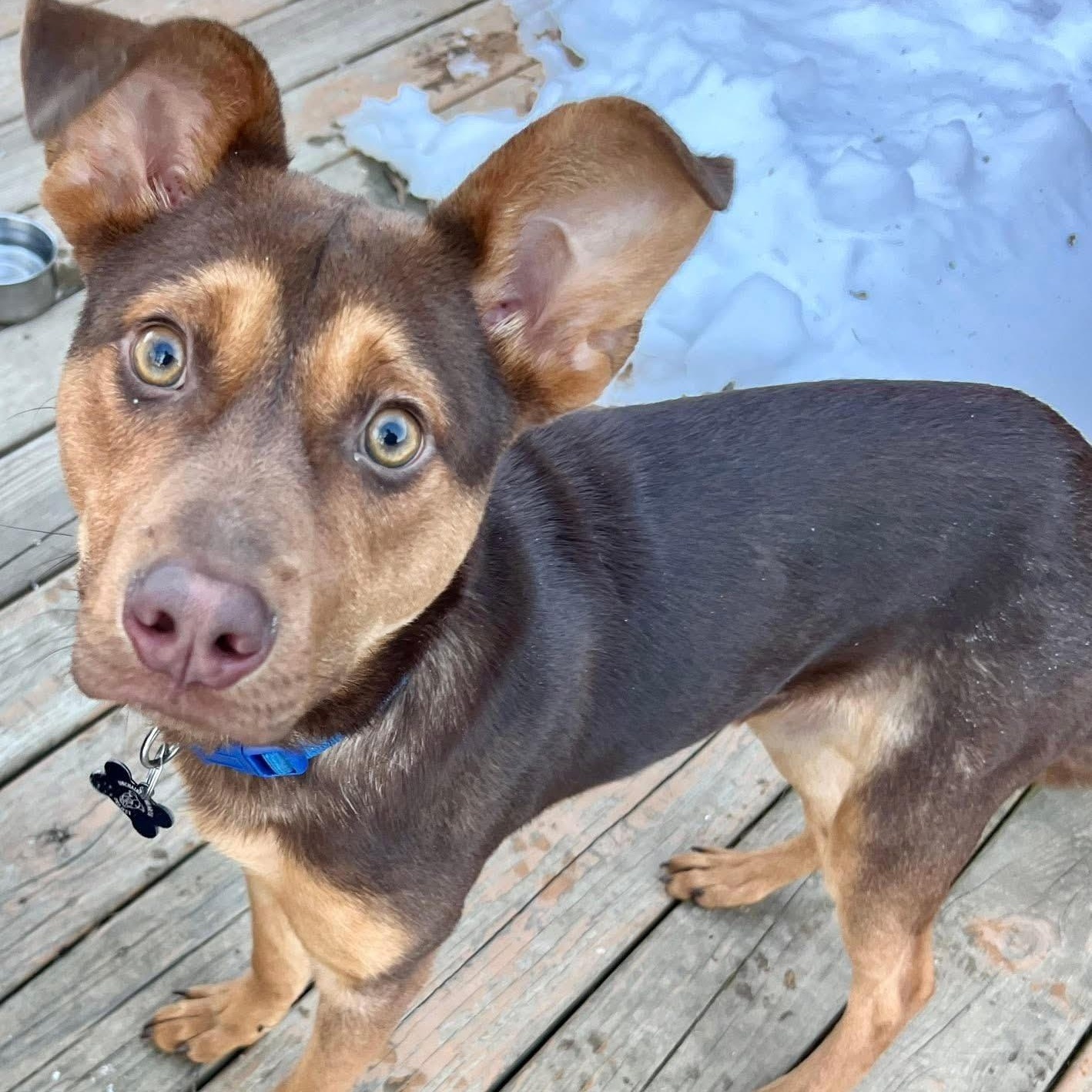 Enlarge Cooper, a Adoptable mixed breed in Austin, AR image 3/5