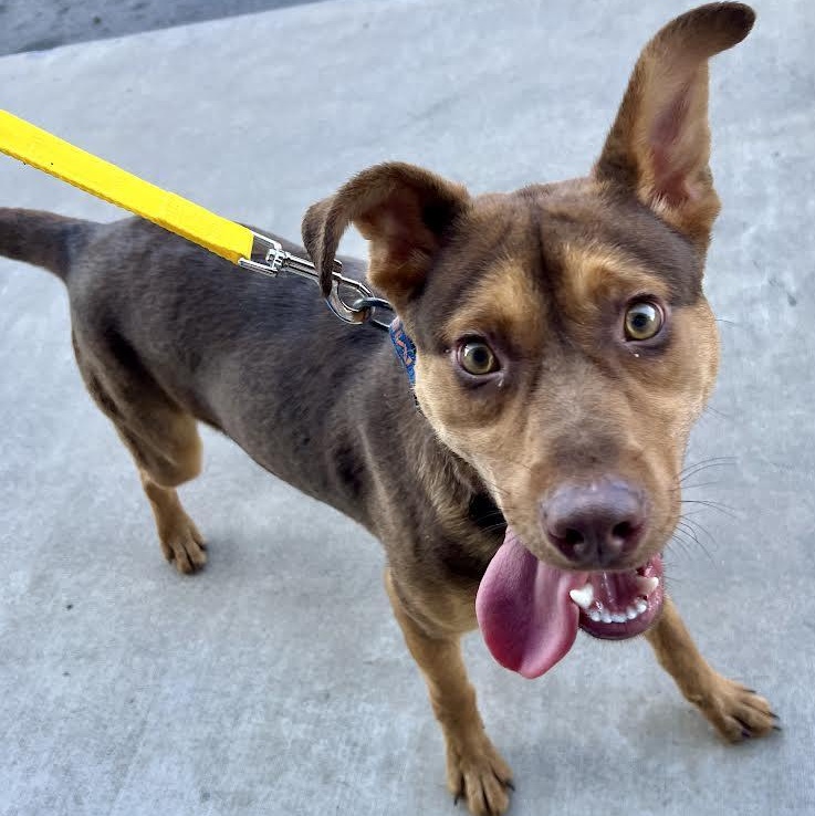 Enlarge Cooper, a Adoptable mixed breed in Austin, AR image 5/5