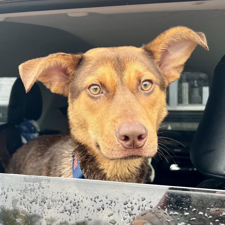 Enlarge Cooper, a Adoptable mixed breed in Austin, AR image 2/5