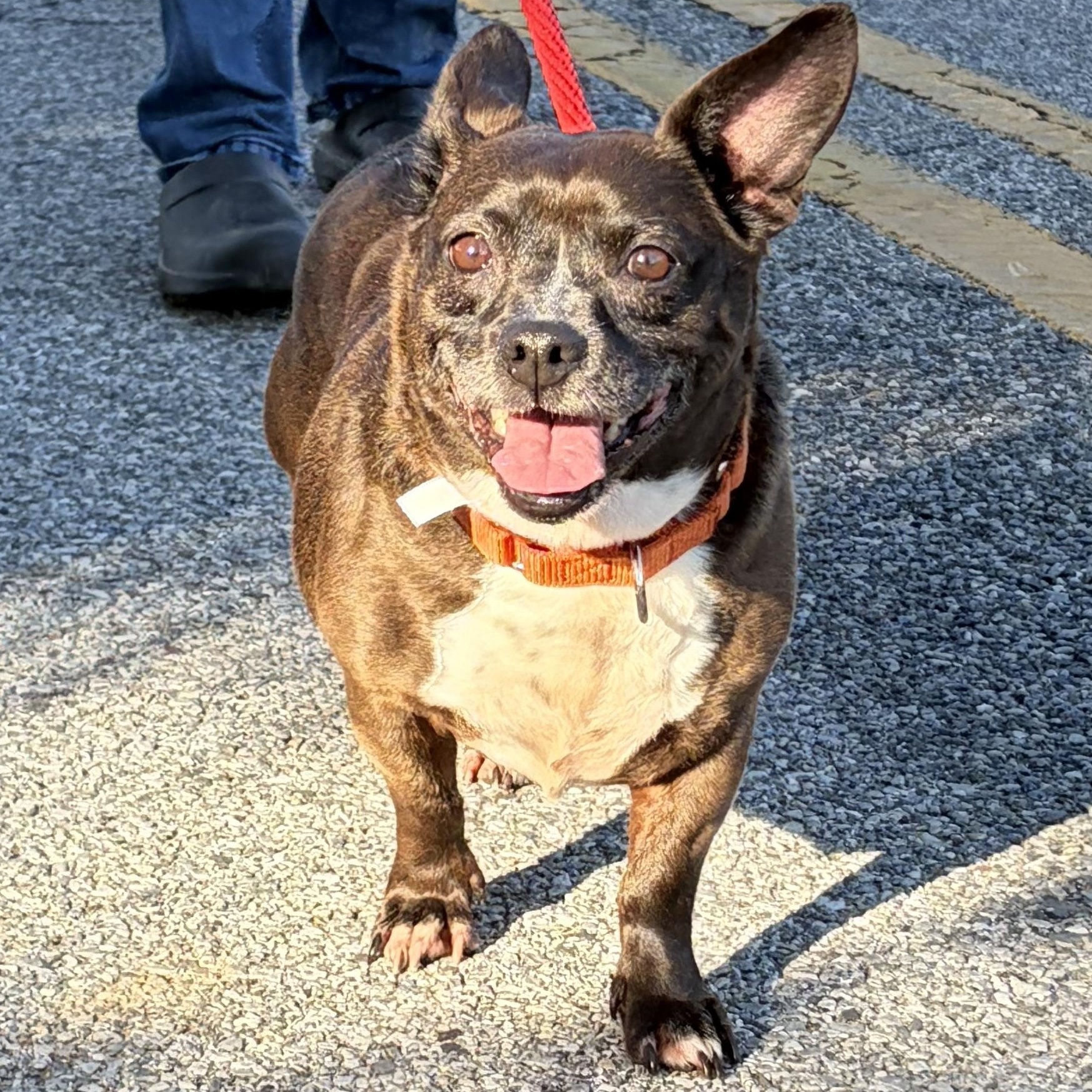 Enlarge Patty, a Adoptable mixed breed in West Grove, PA image 4/4