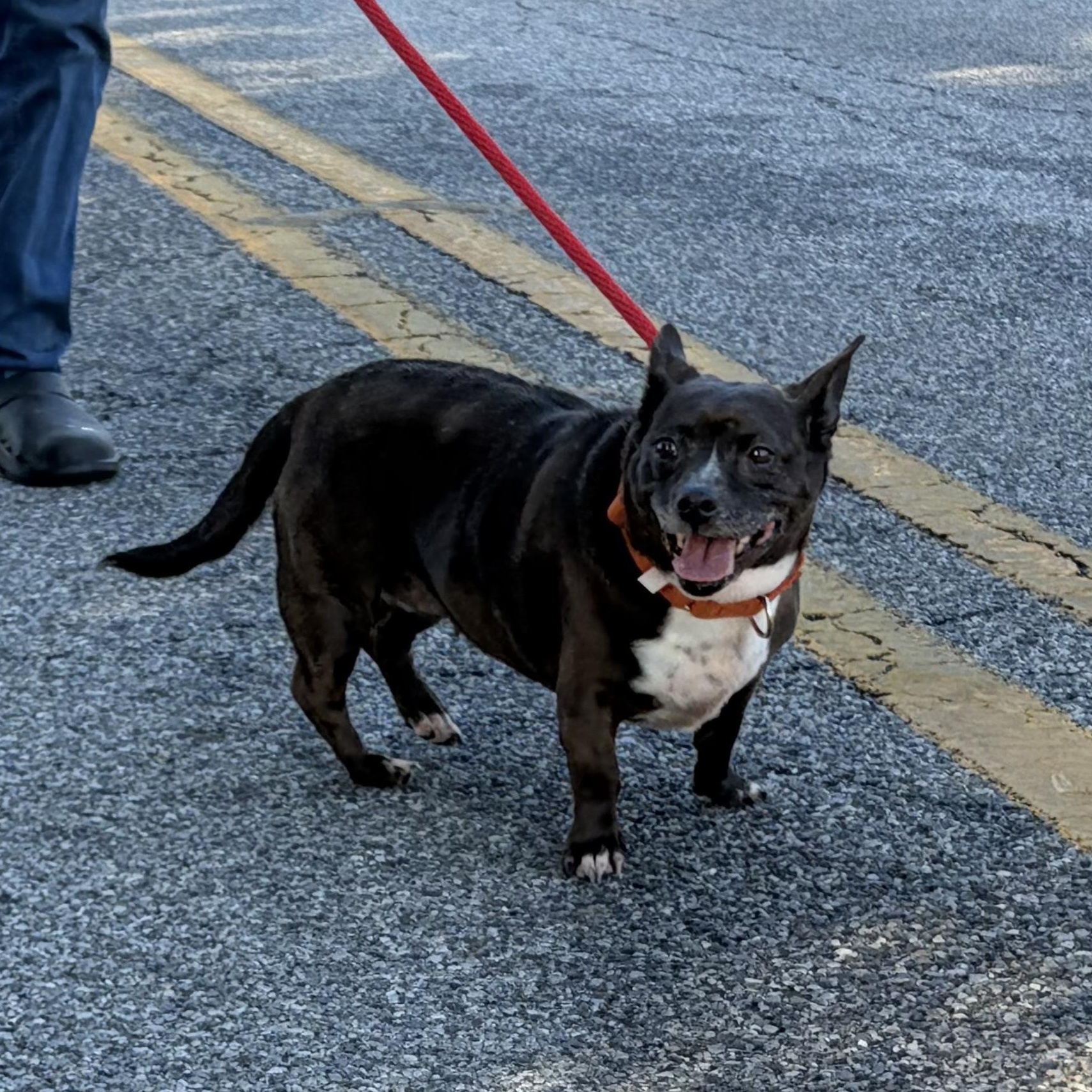 Enlarge Patty, a Adoptable mixed breed in West Grove, PA image 3/4