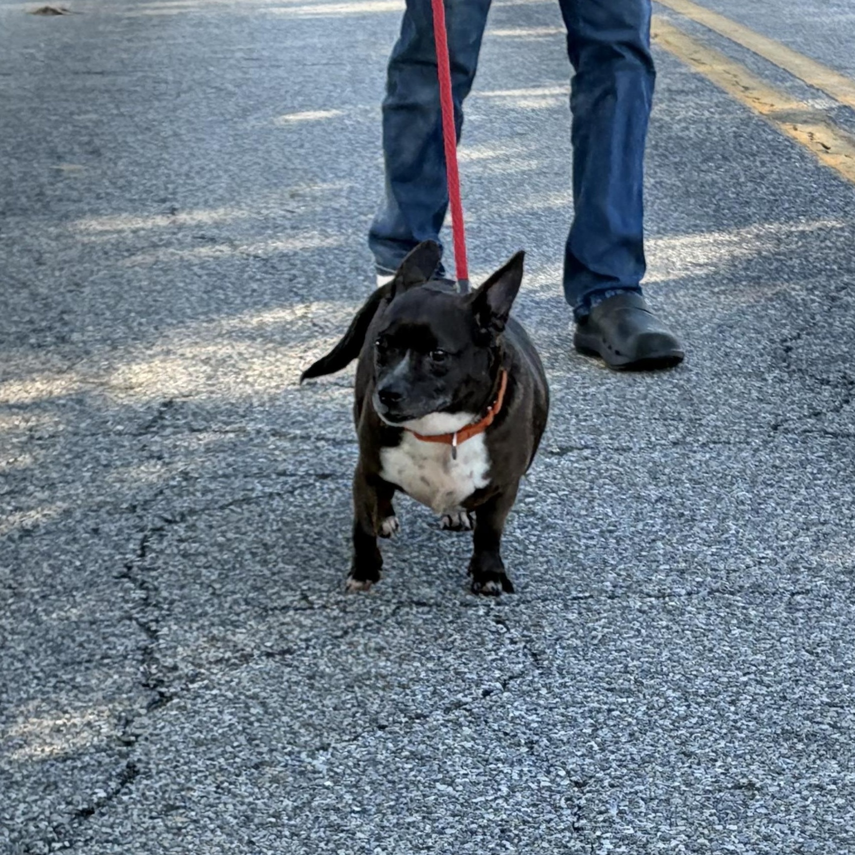 Enlarge Patty, a Adoptable mixed breed in West Grove, PA image 2/4