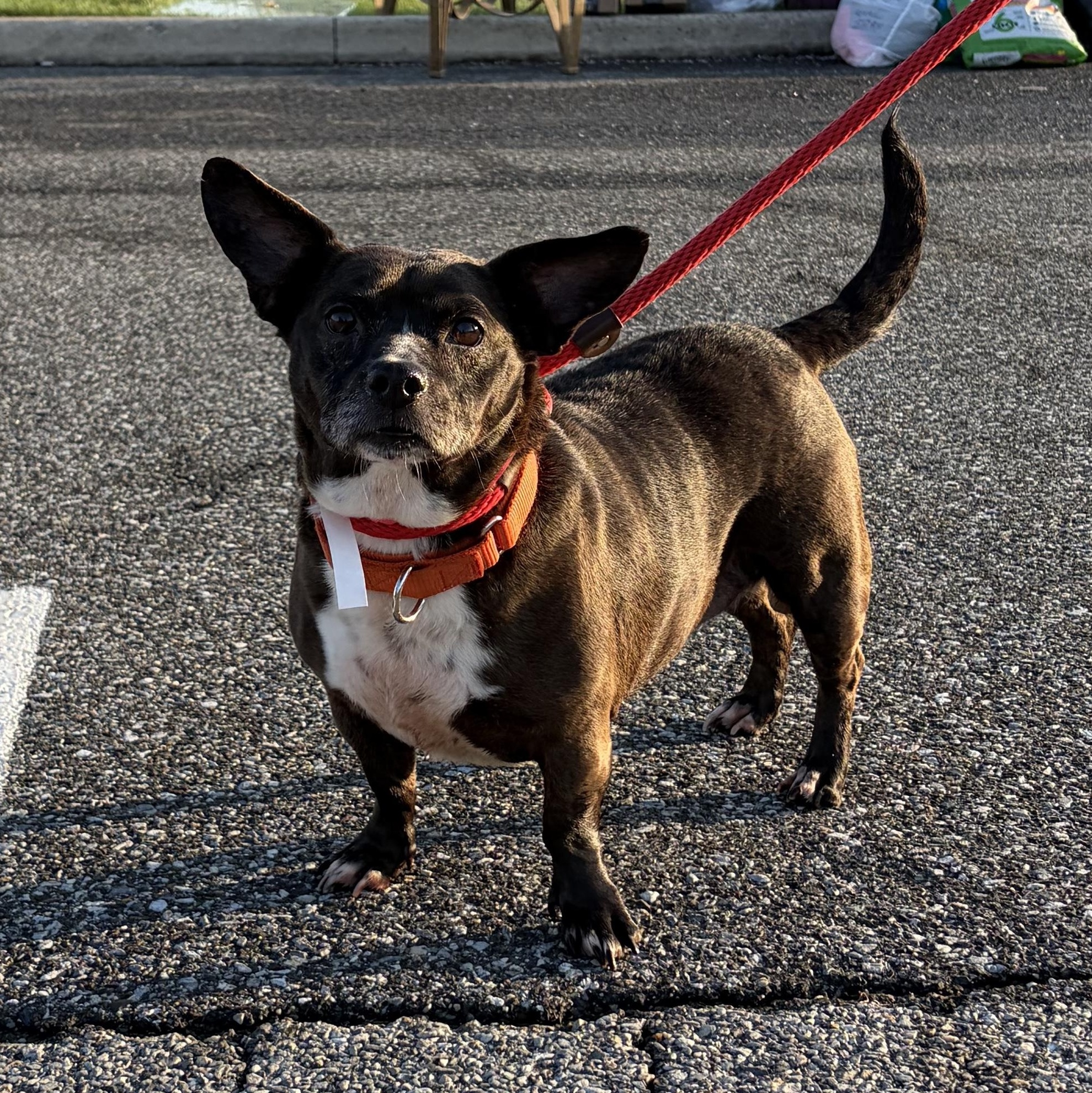 Patty, Adoptable, Adult Female Corgi & Chihuahua.