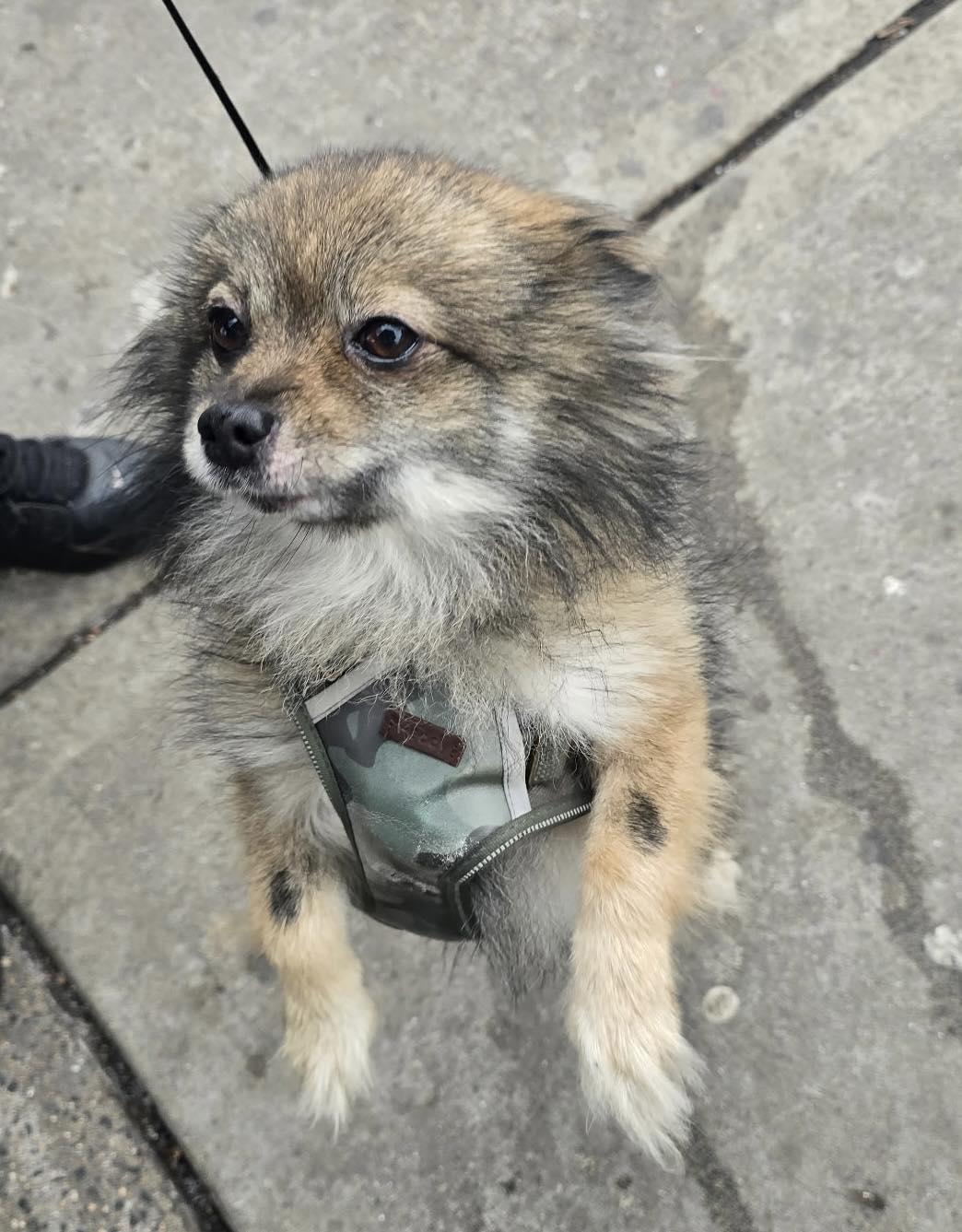 Zander, ADOPTABLE, Young Male Pomeranian.