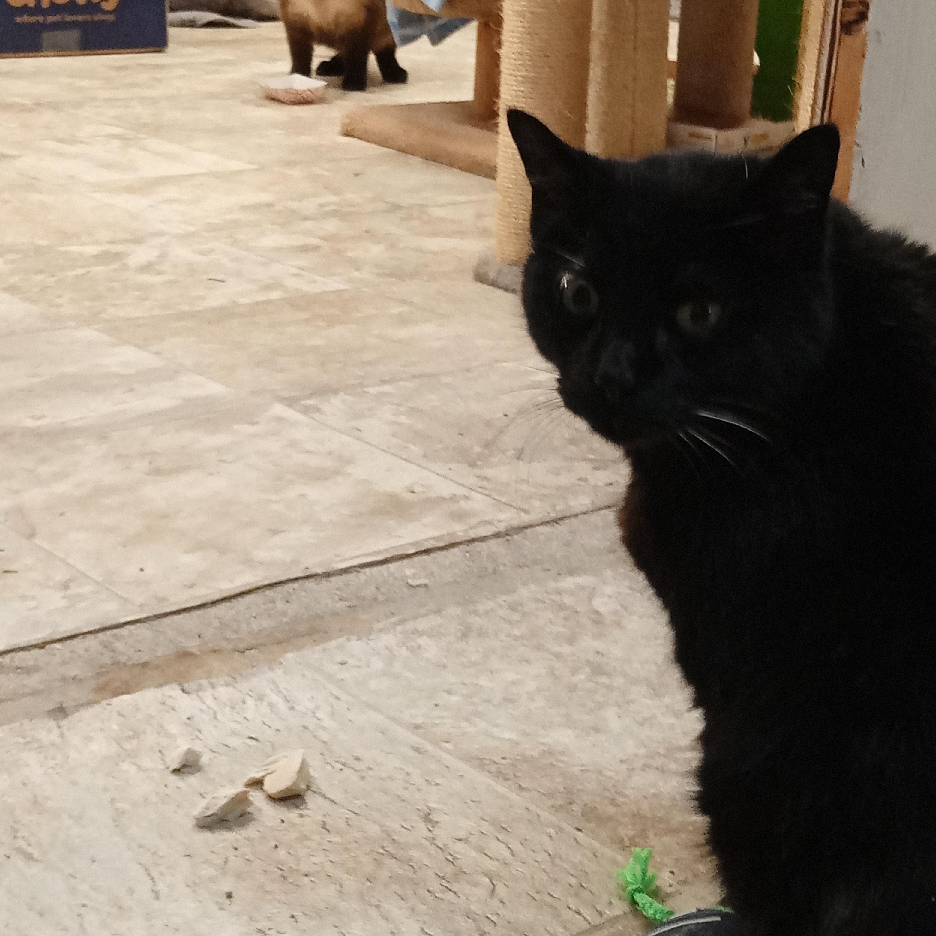 Enlarge Lexie, a ADOPTABLE Domestic Short Hair in Chehalis, WA image 4/5