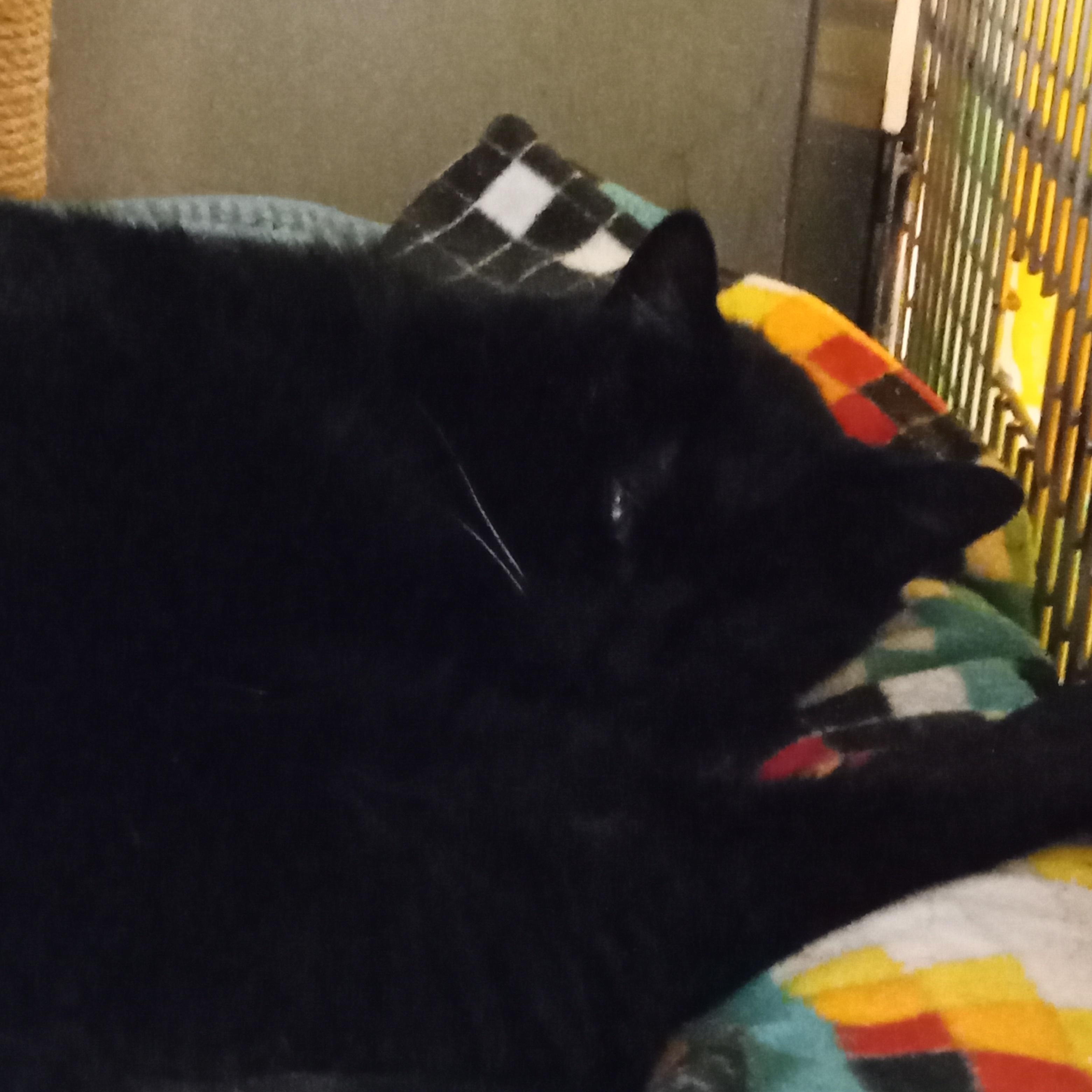 Enlarge Lexie, a ADOPTABLE Domestic Short Hair in Chehalis, WA image 3/5