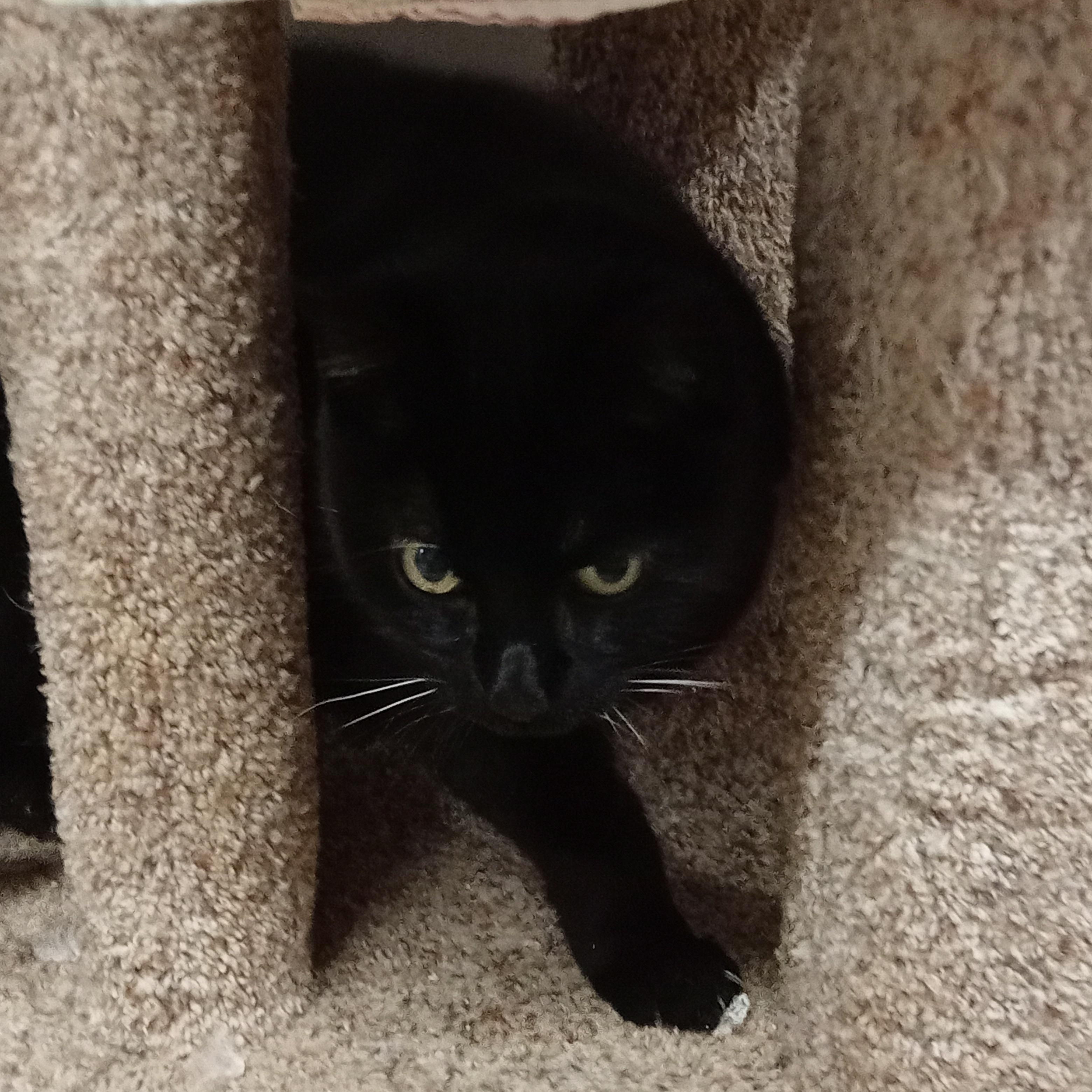 Enlarge Lexie, a ADOPTABLE Domestic Short Hair in Chehalis, WA image 5/5