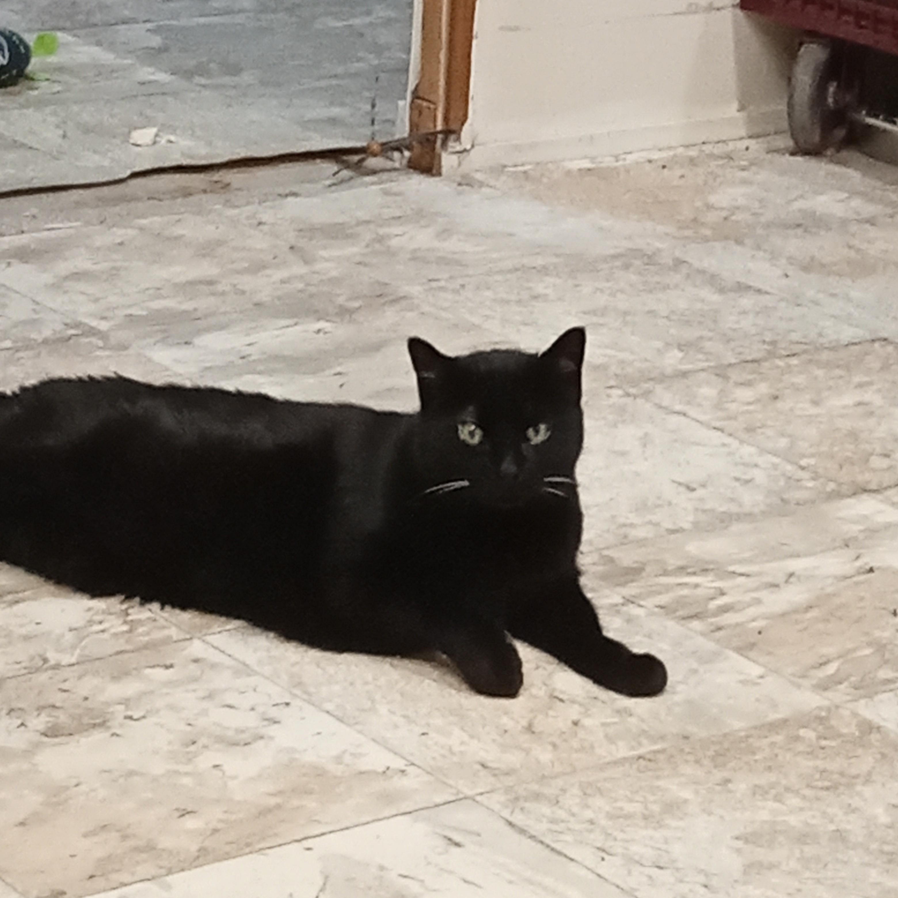 Enlarge Lexie, a ADOPTABLE Domestic Short Hair in Chehalis, WA image 2/5