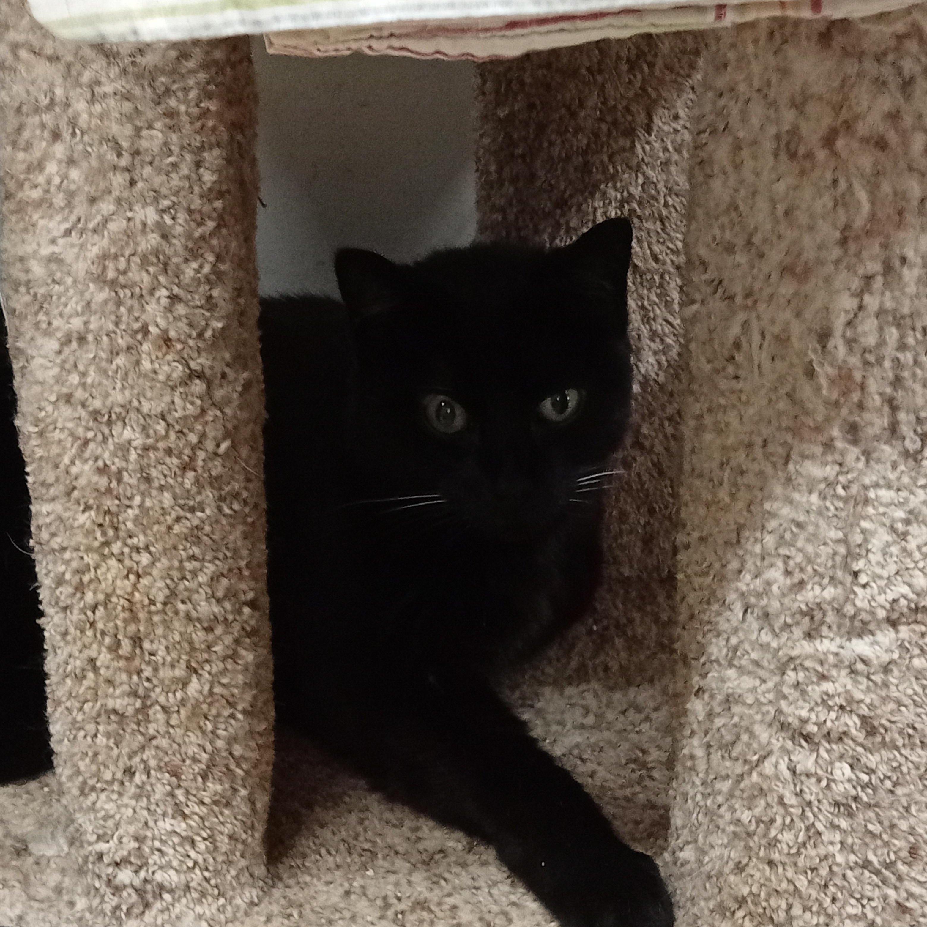 Enlarge Lexie, a ADOPTABLE Domestic Short Hair in Chehalis, WA image 1/5