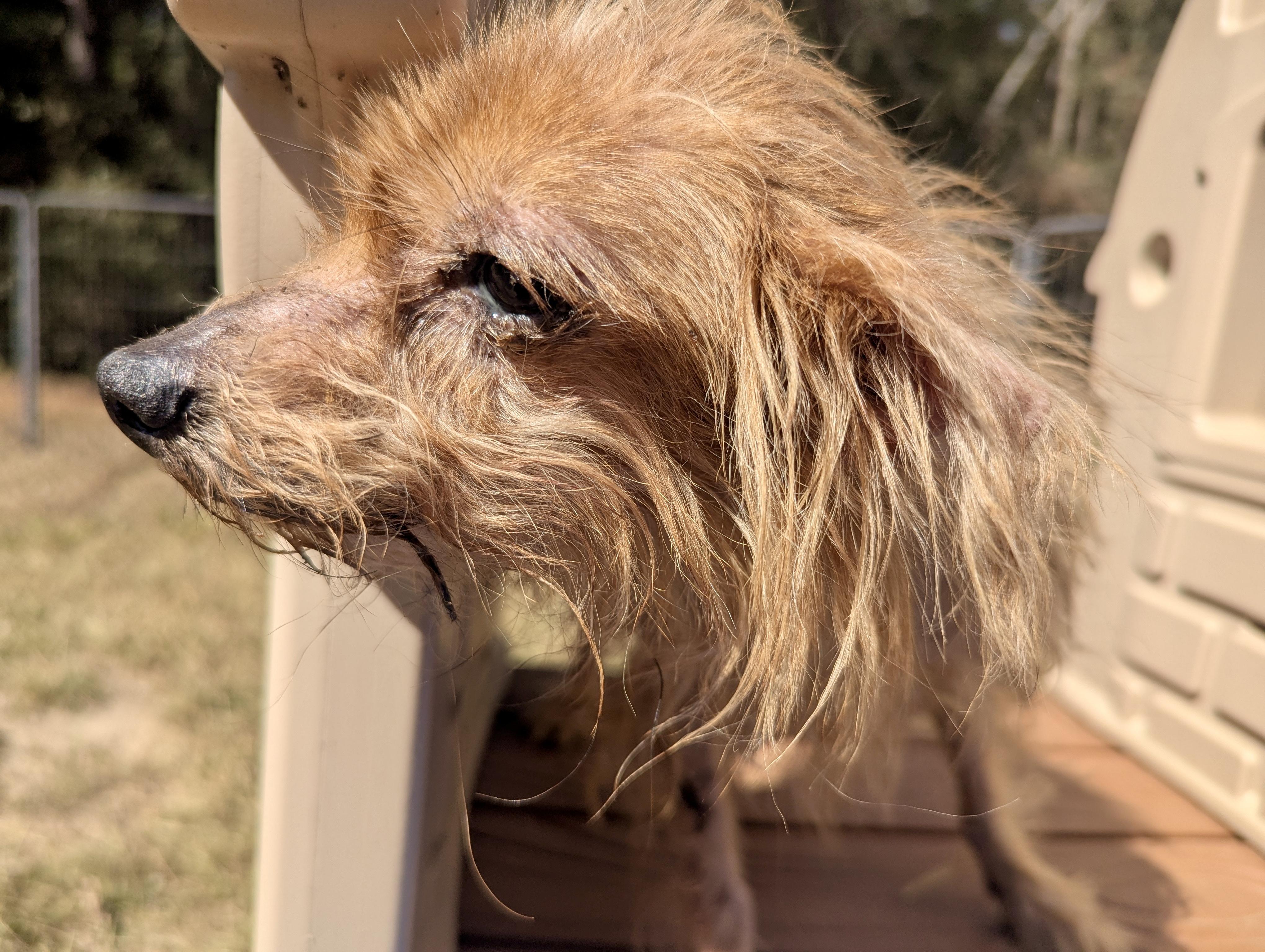 Enlarge WINNIE, an adoptable mixed breed in Fosters, AL image 6/7