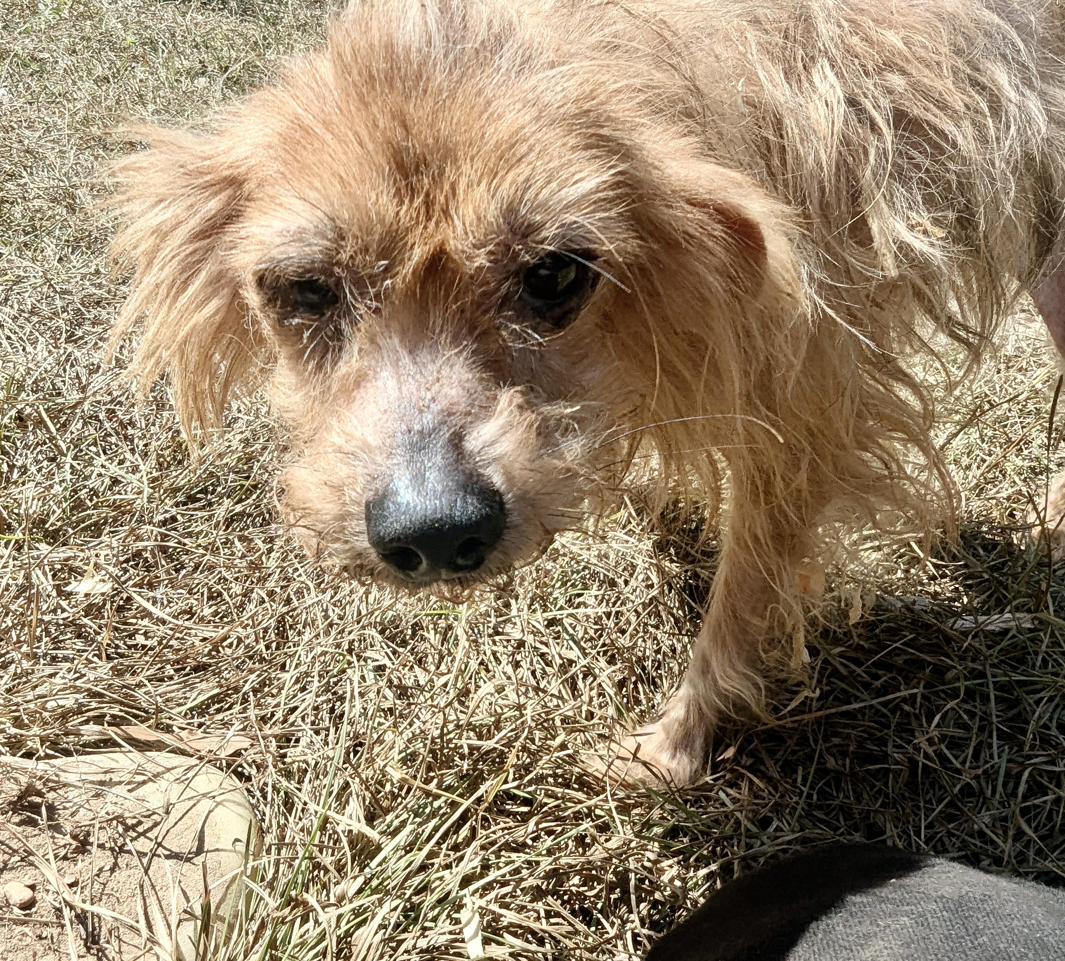 Enlarge WINNIE, an adoptable mixed breed in Fosters, AL image 4/7