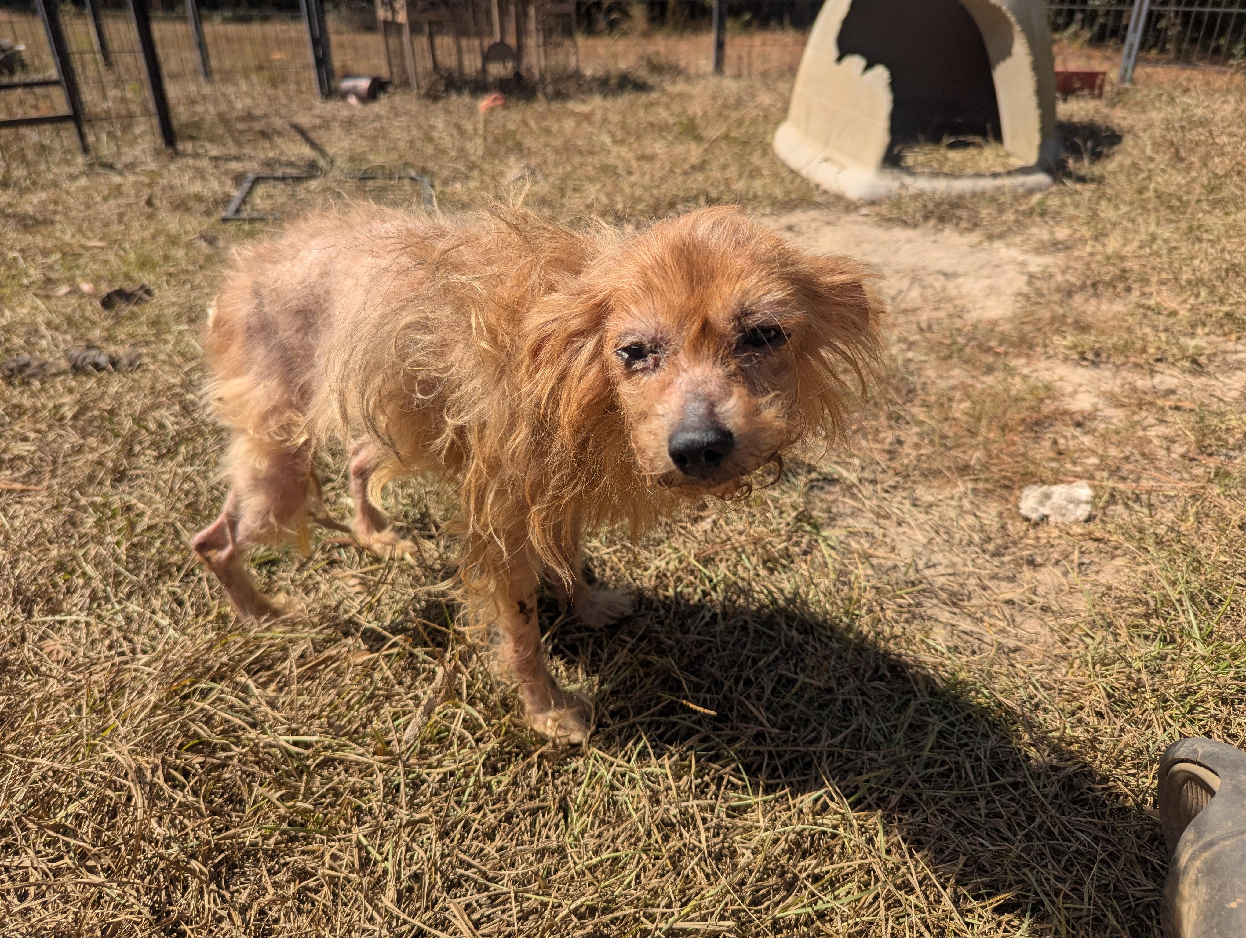 Enlarge WINNIE, an adoptable mixed breed in Fosters, AL image 3/7