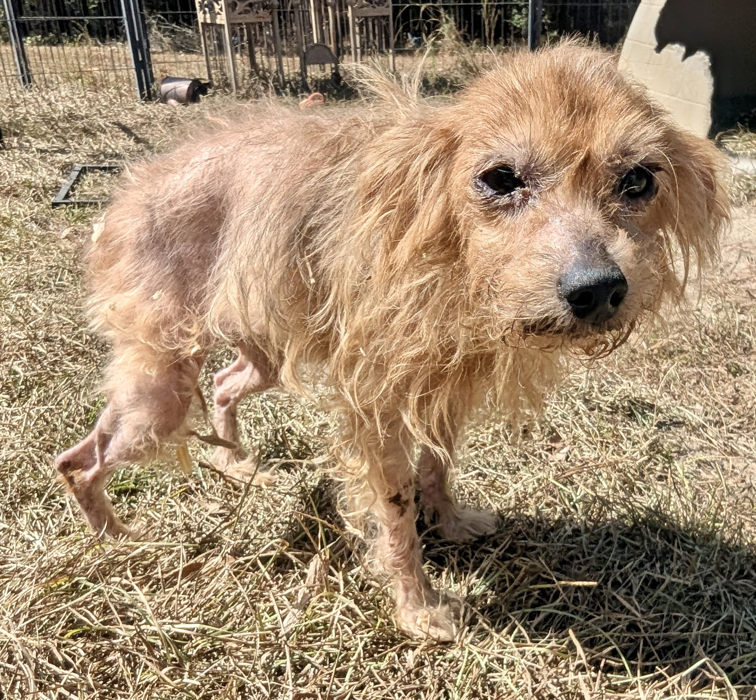 WINNIE, adoptable, Senior Female Yorkshire Terrier.
