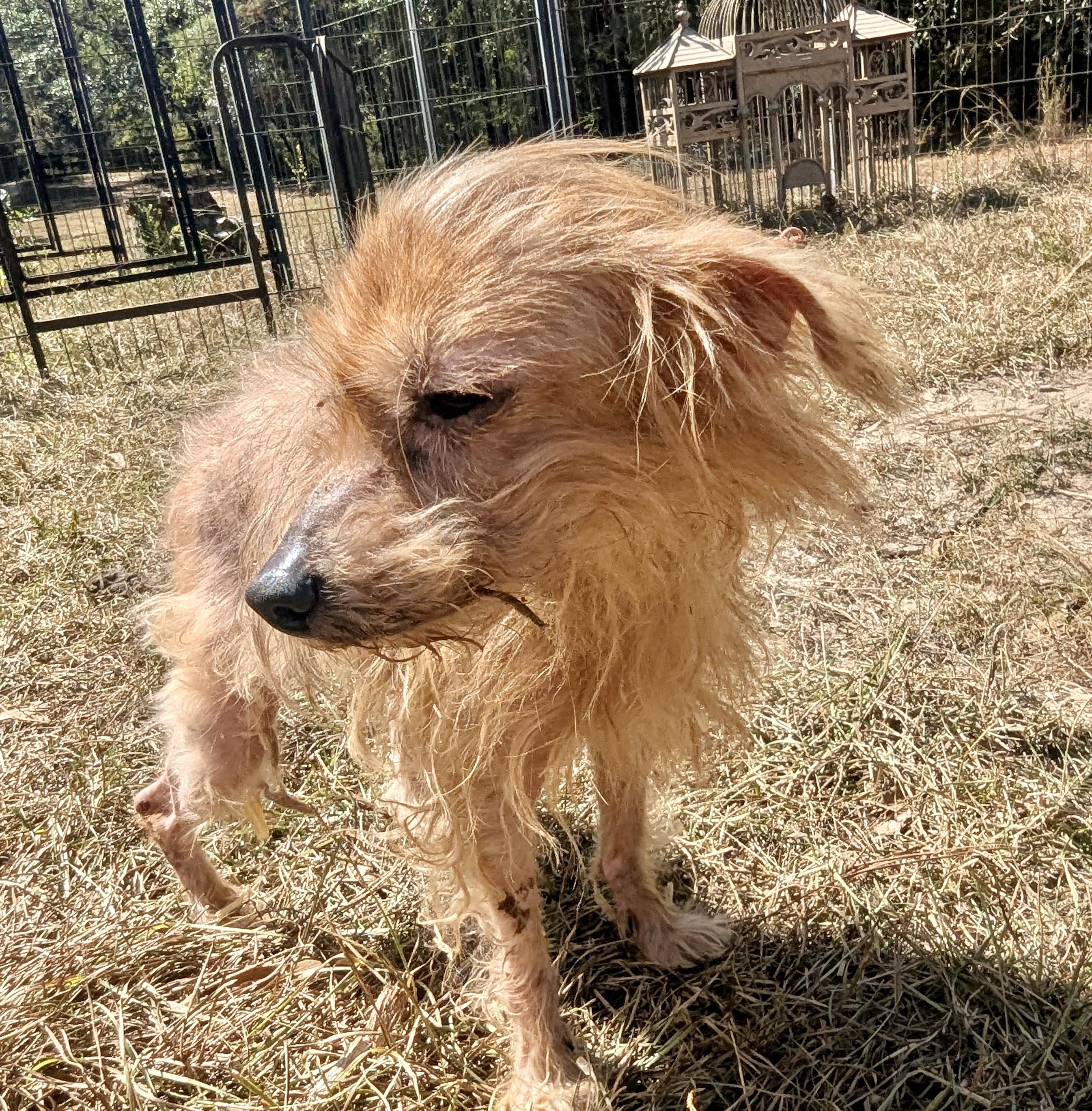 Enlarge WINNIE, an adoptable mixed breed in Fosters, AL image 5/7