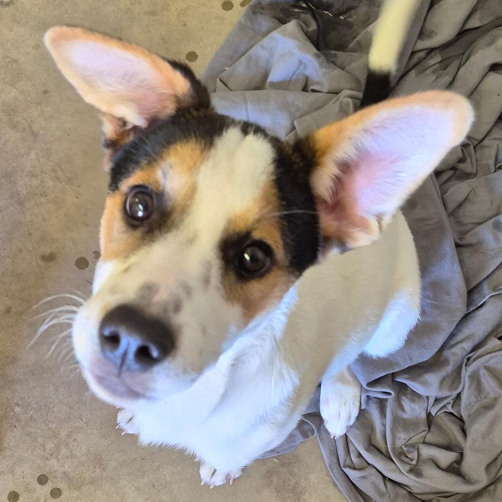 626 - Stitch, Adoptable, Puppy Male Mixed Breed & Husky.