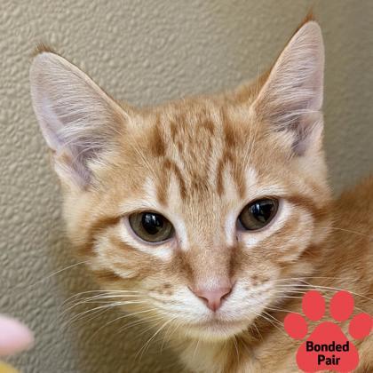 Mr. Heckles, Adoptable, Kitten Male Domestic Short Hair & Domestic Short Hair.