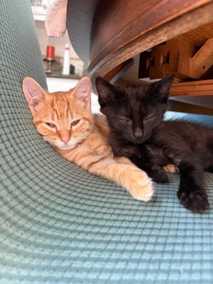 Mr. Heckles, Adoptable, Kitten Male Domestic Short Hair & Domestic Short Hair.