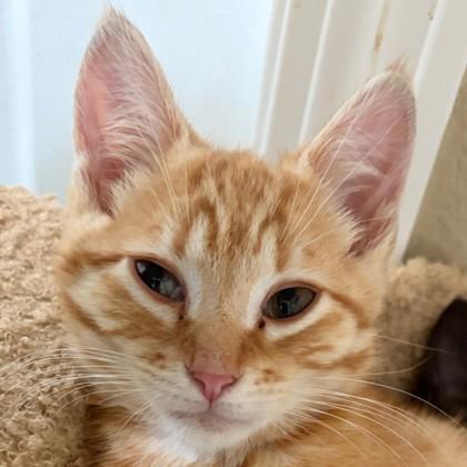 Enlarge Mr. Heckles, a Adoptable mixed breed in Pleasanton, CA image 3/3