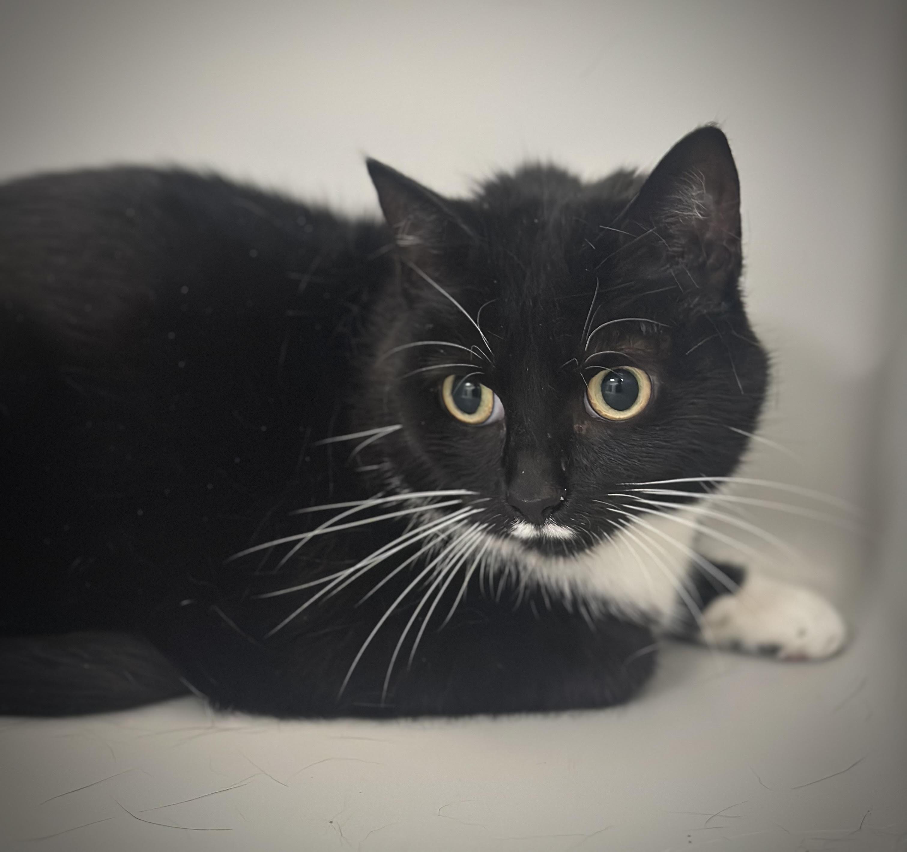 Enlarge Cookie, a ADOPTABLE Domestic Short Hair in Stafford, VA image 1/1