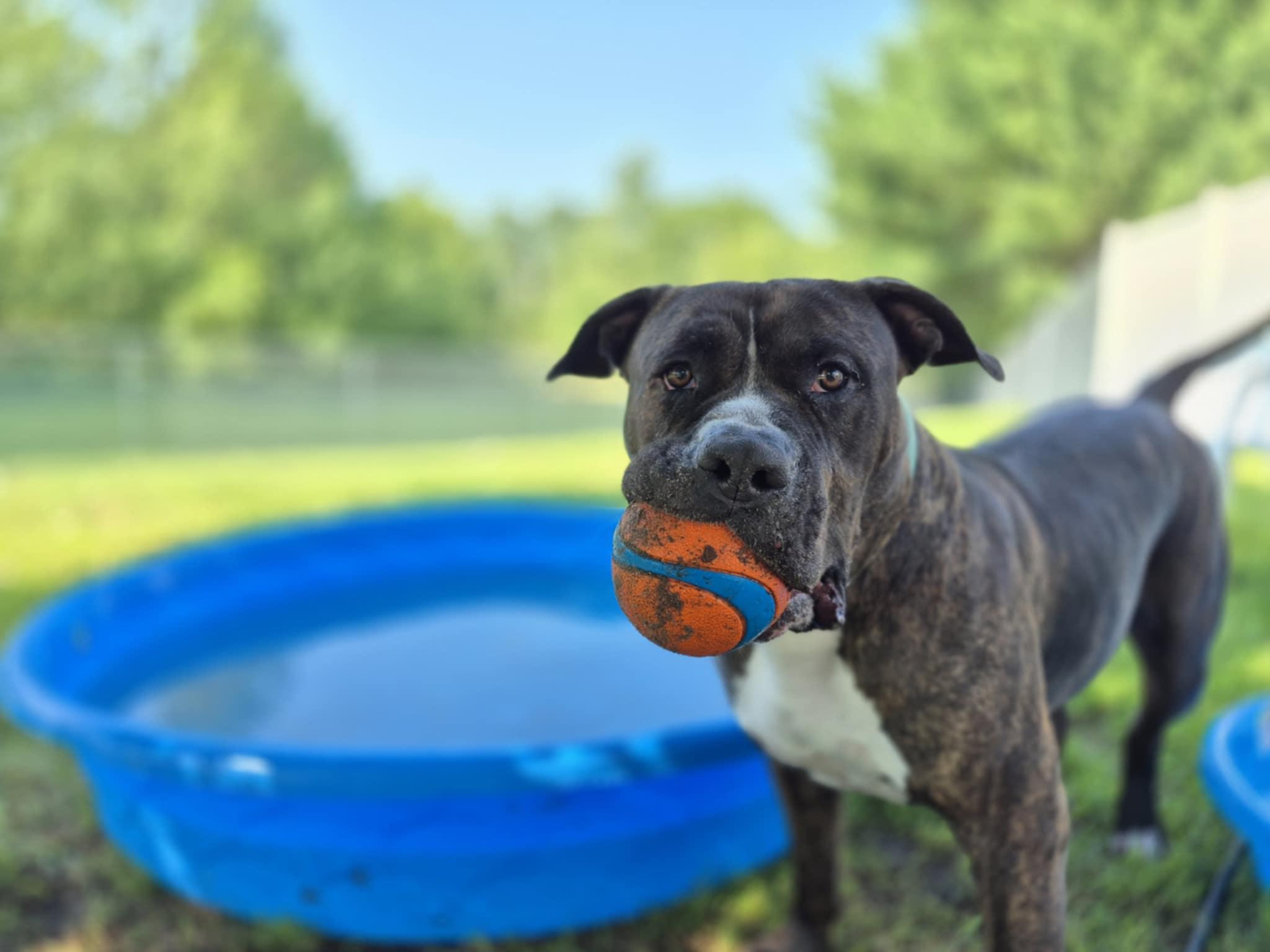 Mr. Pants aka PJ, an adoptable American Bully in Bellaire, MI, 49615 | Photo Image 1