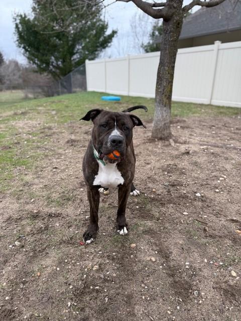 Mr. Pants aka PJ, an adoptable American Bully in Bellaire, MI, 49615 | Photo Image 2