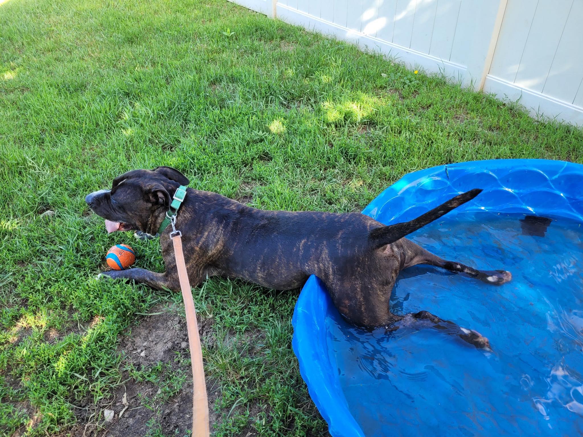 Mr. Pants aka PJ, an adoptable American Bully in Bellaire, MI, 49615 | Photo Image 2