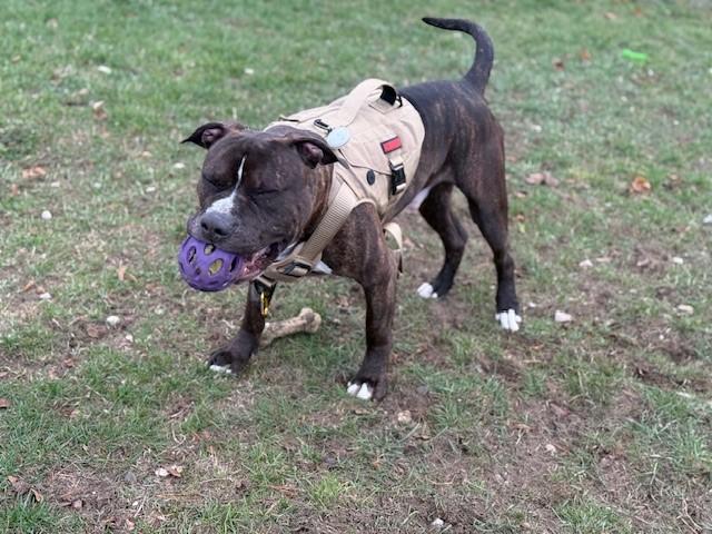 Mr. Pants aka PJ, an adoptable American Bully in Bellaire, MI, 49615 | Photo Image 6