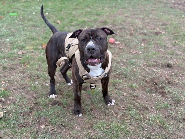 Mr. Pants aka PJ, an adoptable American Bully in Bellaire, MI, 49615 | Photo Image 5