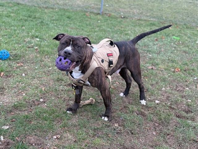 Mr. Pants aka PJ, an adoptable American Bully in Bellaire, MI, 49615 | Photo Image 3