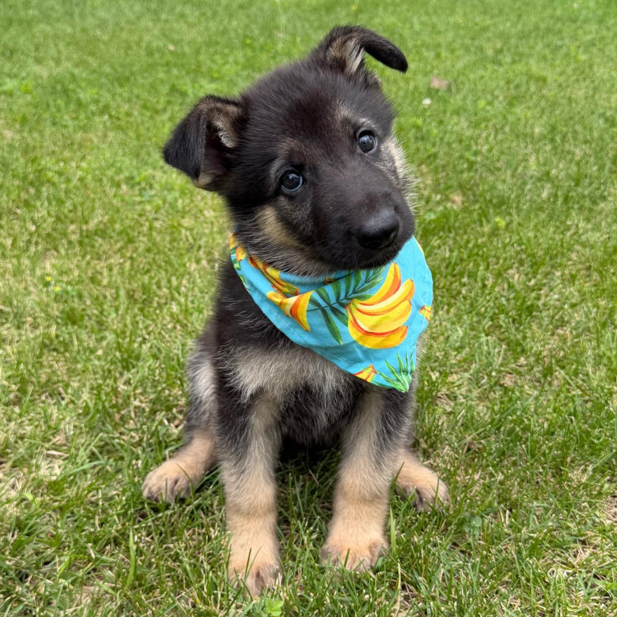 Bobby, adopted, Puppy Male German Shepherd Dog.
