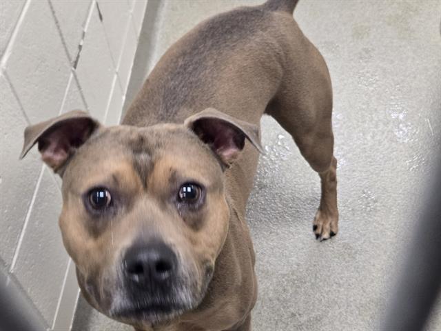 HEAVY, Adoptable, Adult Male Pit Bull Terrier & Mixed Breed.