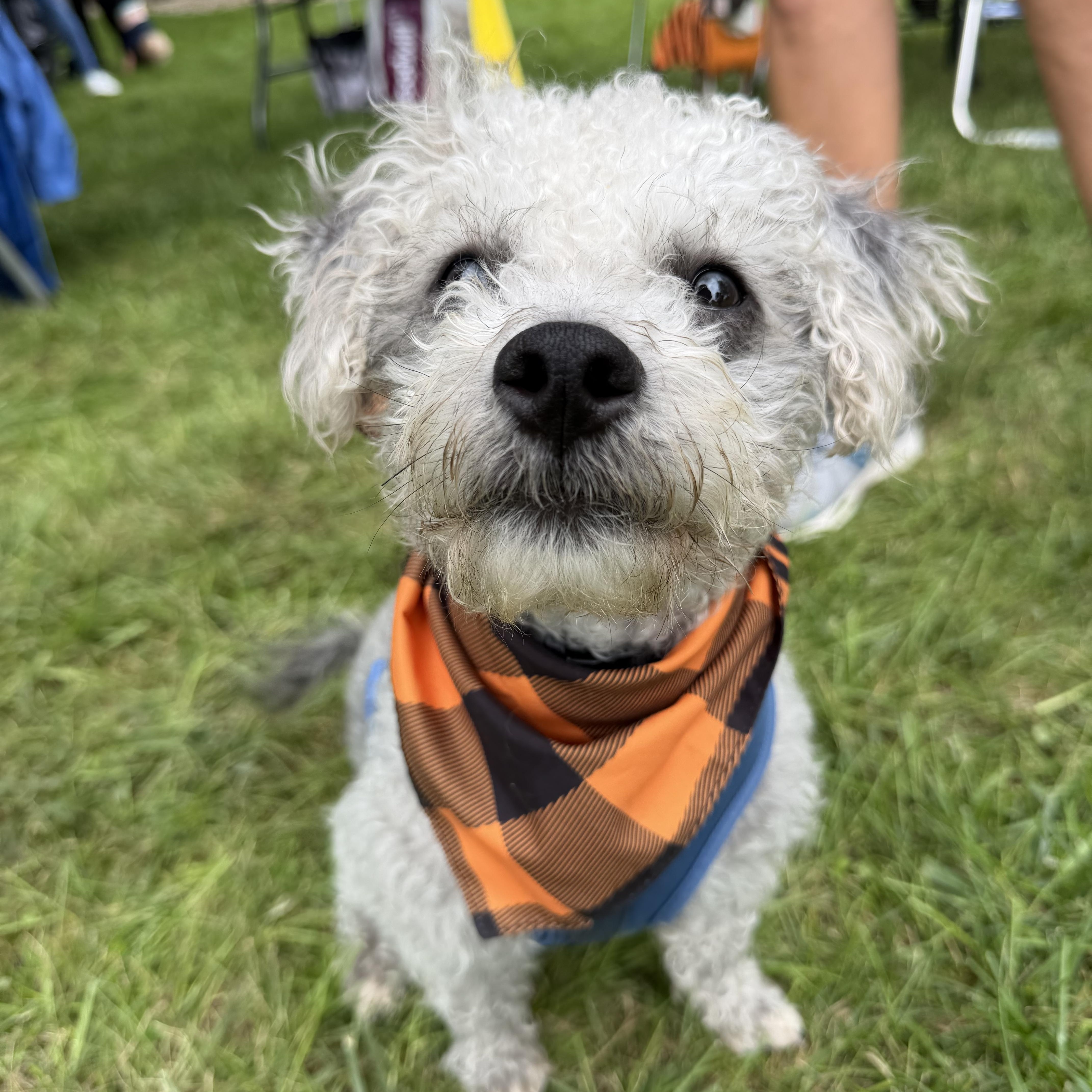 Enlarge Fonzie, a Adoptable mixed breed in Bettendorf, IA image 5/6