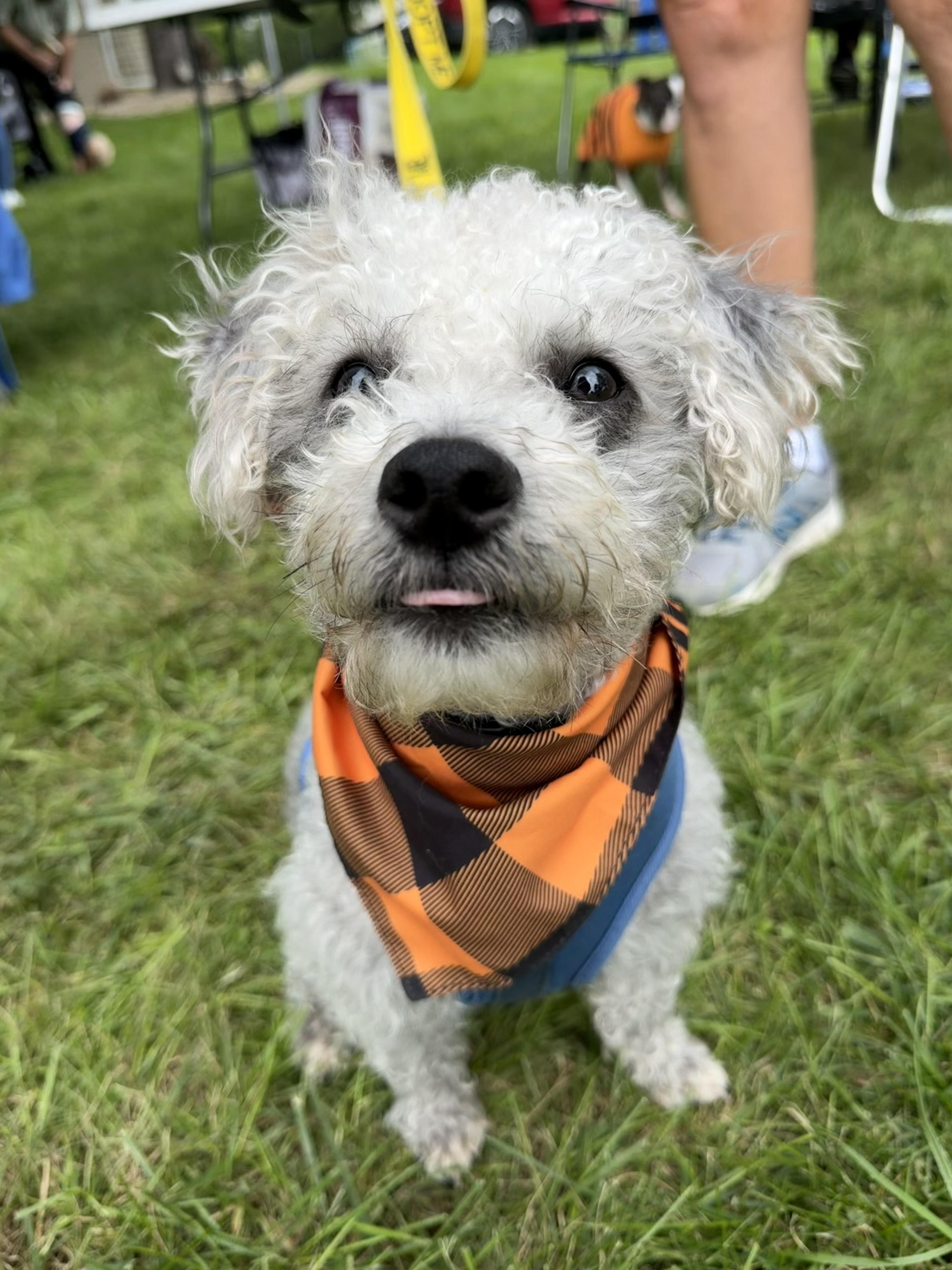 Fonzie, Adoptable, Adult Male Poodle & Miniature Schnauzer.