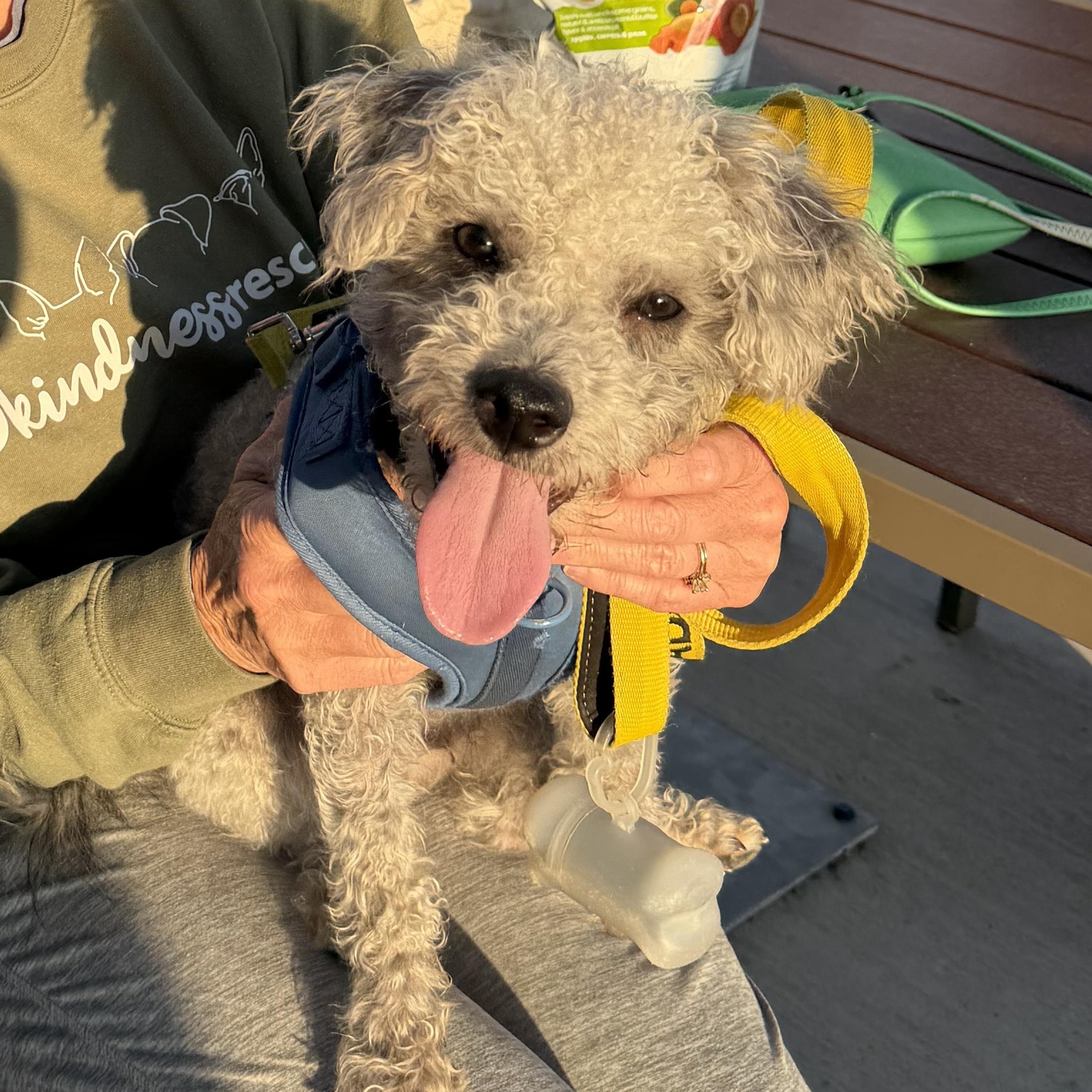 Enlarge Fonzie, a Adoptable mixed breed in Bettendorf, IA image 3/6