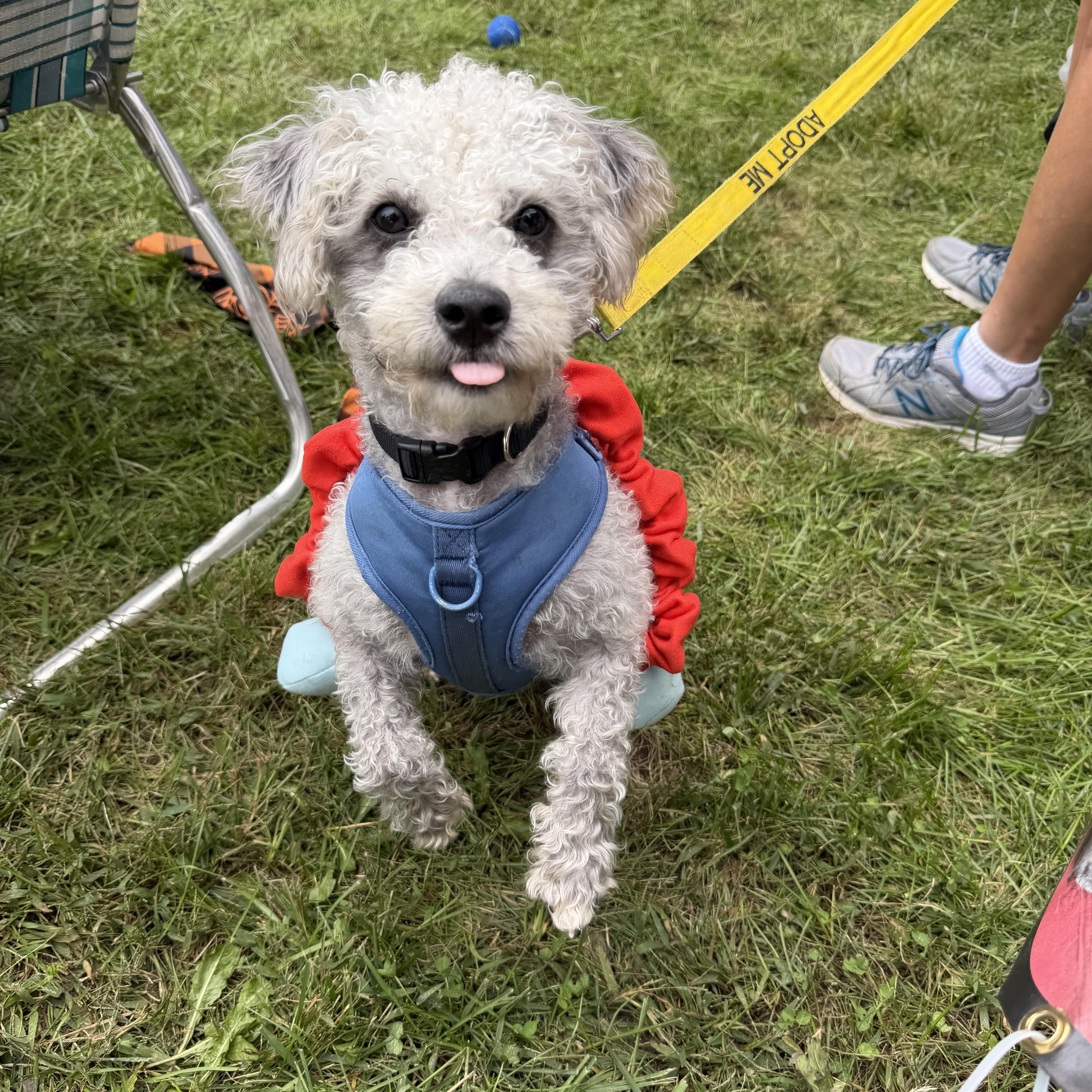 Enlarge Fonzie, a Adoptable mixed breed in Bettendorf, IA image 4/6