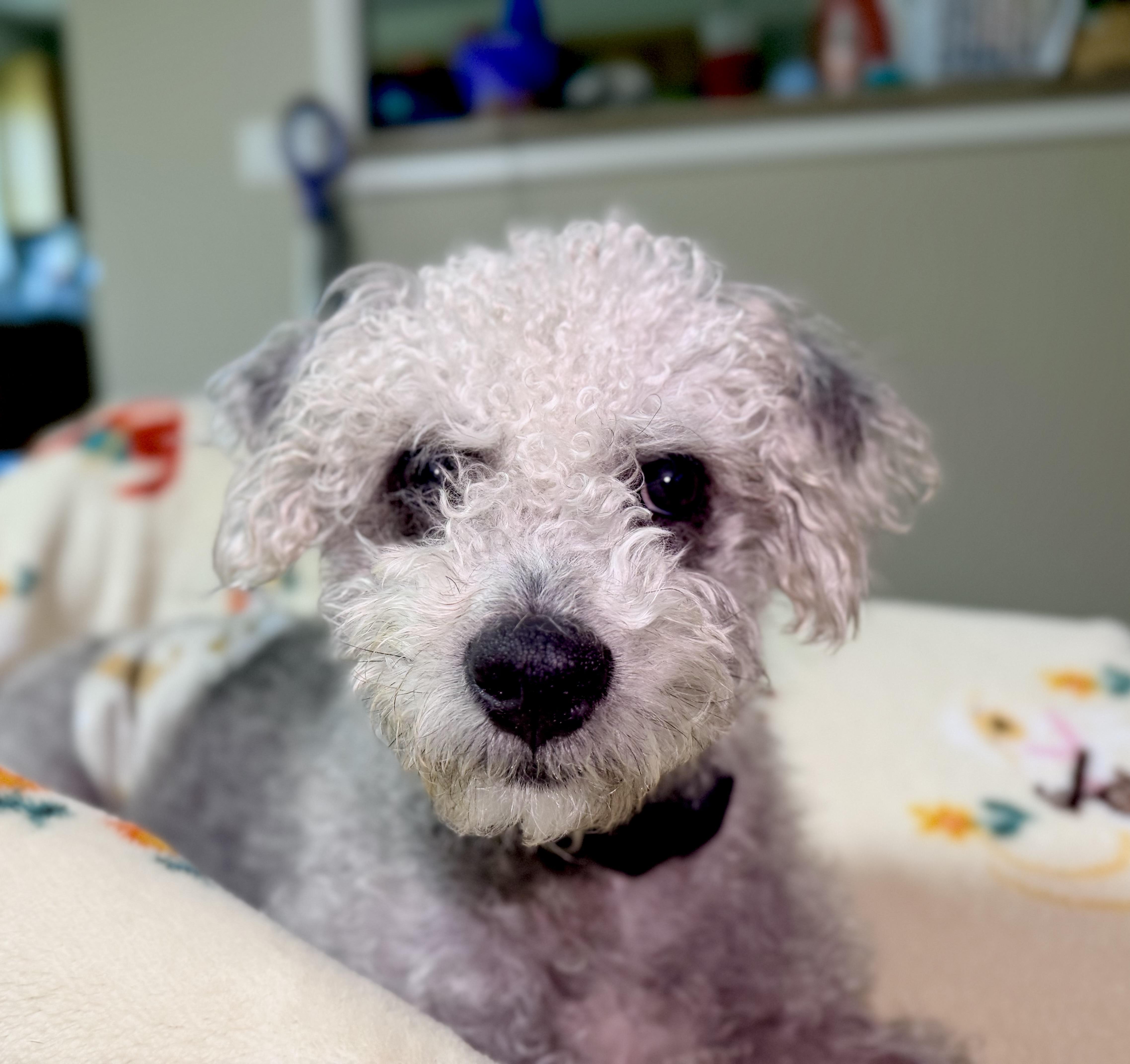 Enlarge Fonzie, a Adoptable mixed breed in Bettendorf, IA image 2/6