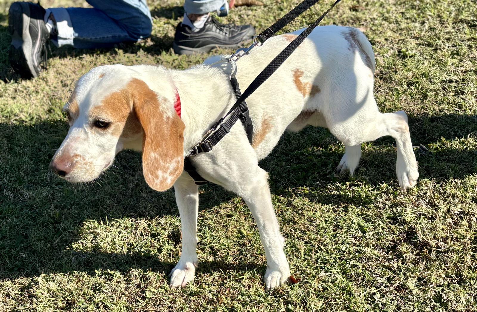 Enlarge Buddy the Elf, a Adoptable Beagle in Tampa, FL image 3/3