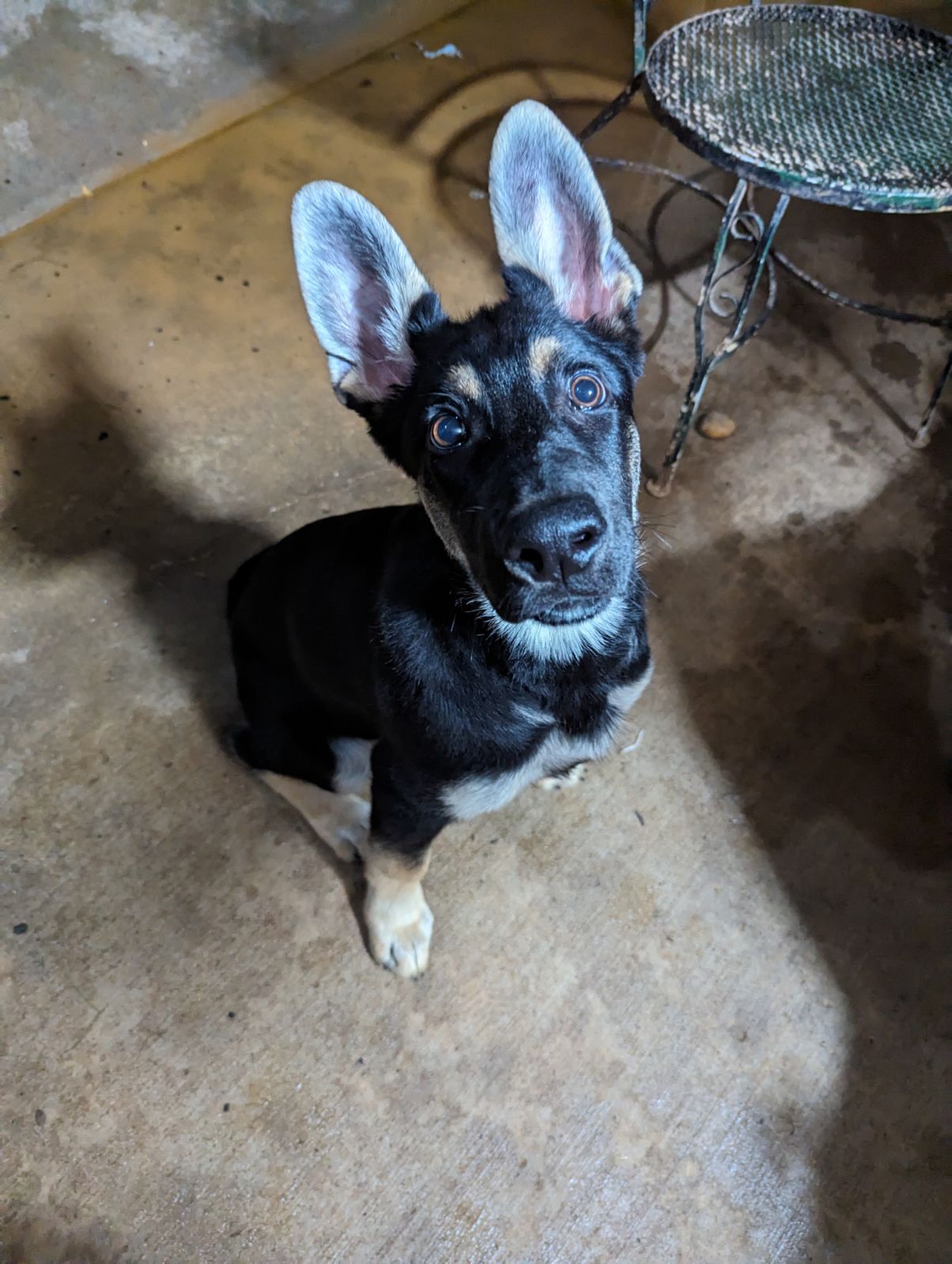 Enlarge Gunner, a Adopted German Shepherd Dog in CLARKSVILLE, TN image 1/1