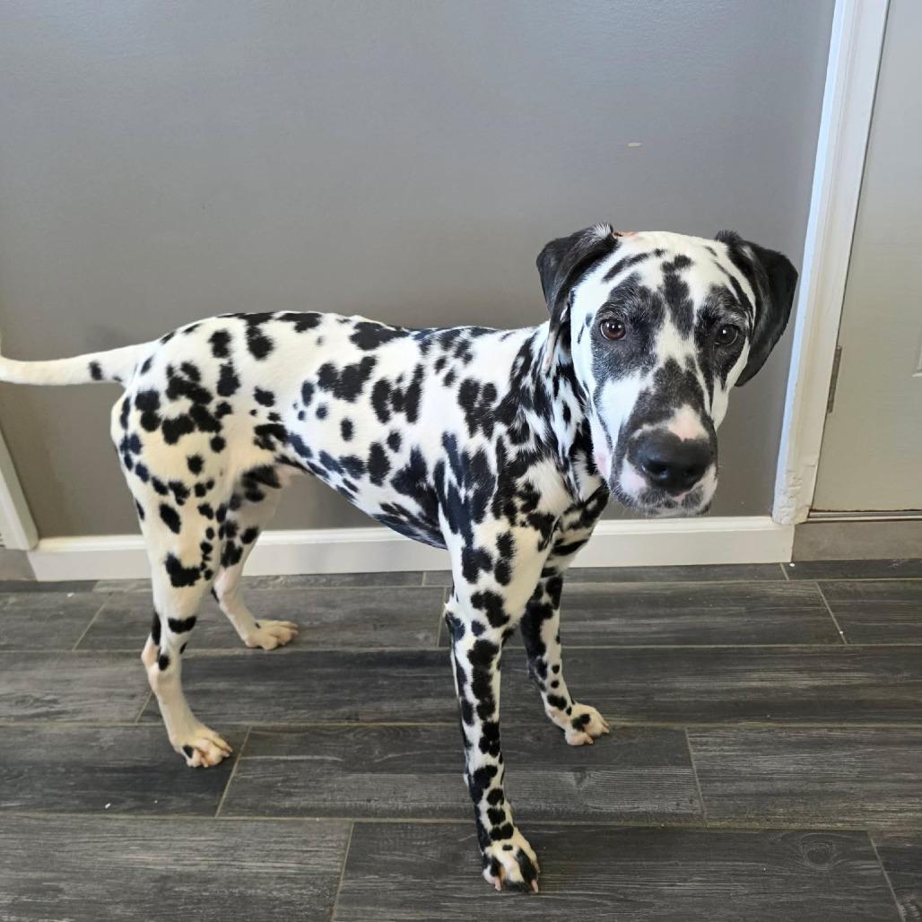 Enlarge Dice, a Adoptable Dalmatian in Jackson, MO image 1/6