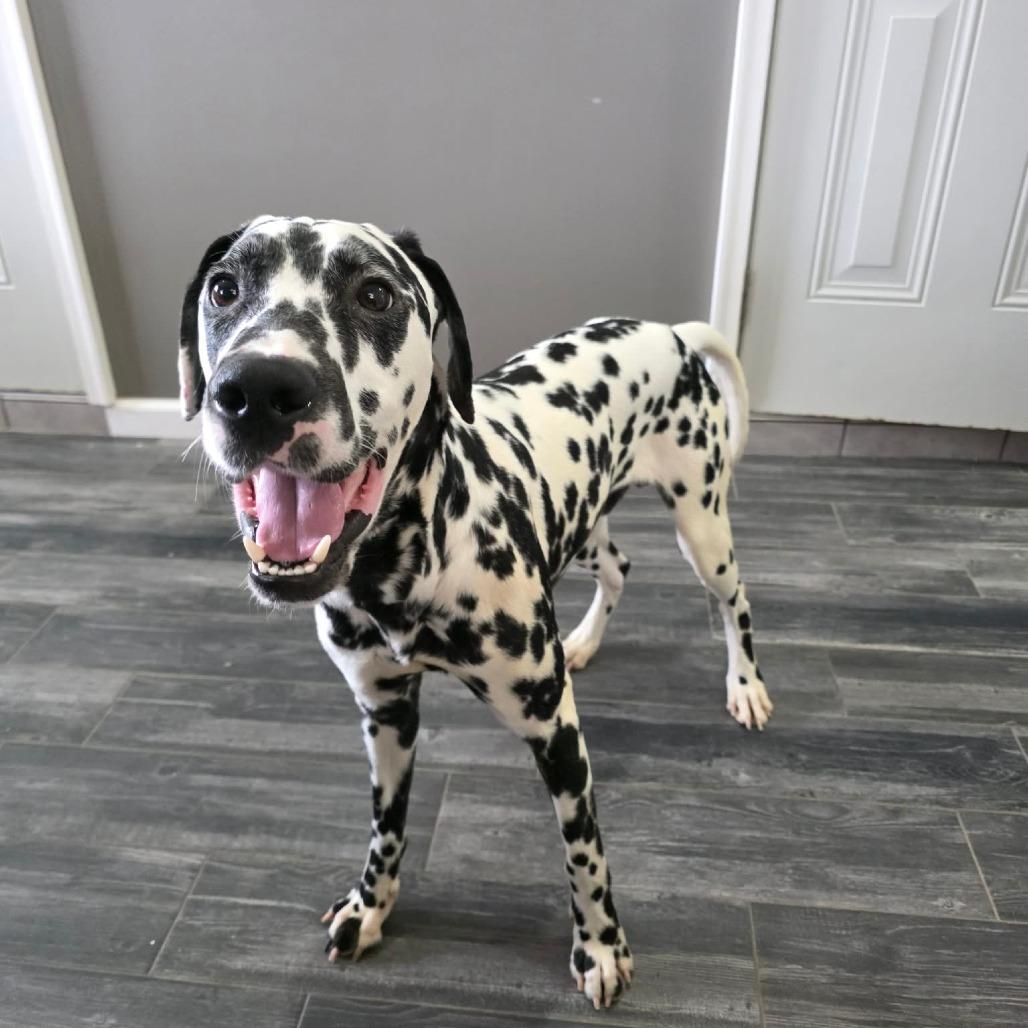 Enlarge Dice, a Adoptable Dalmatian in Jackson, MO image 3/6