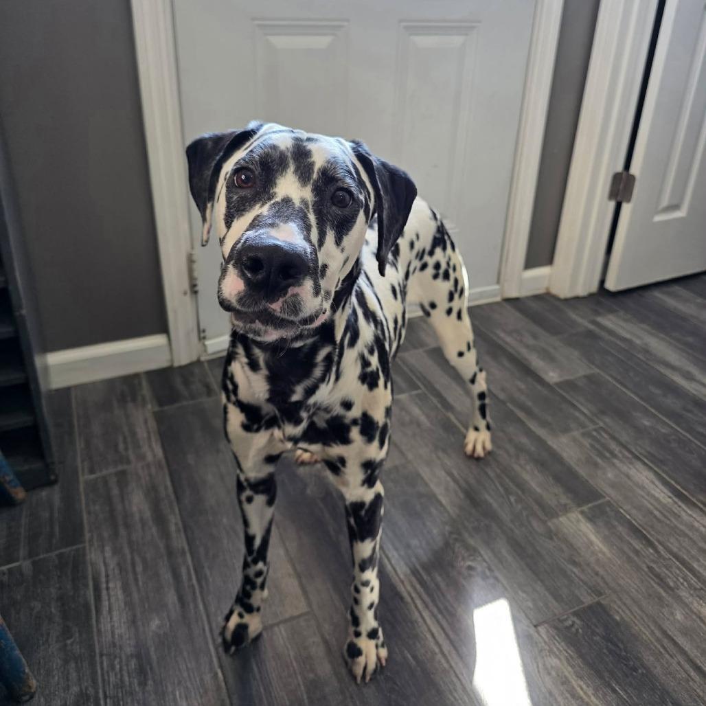 Enlarge Dice, a Adoptable Dalmatian in Jackson, MO image 4/6