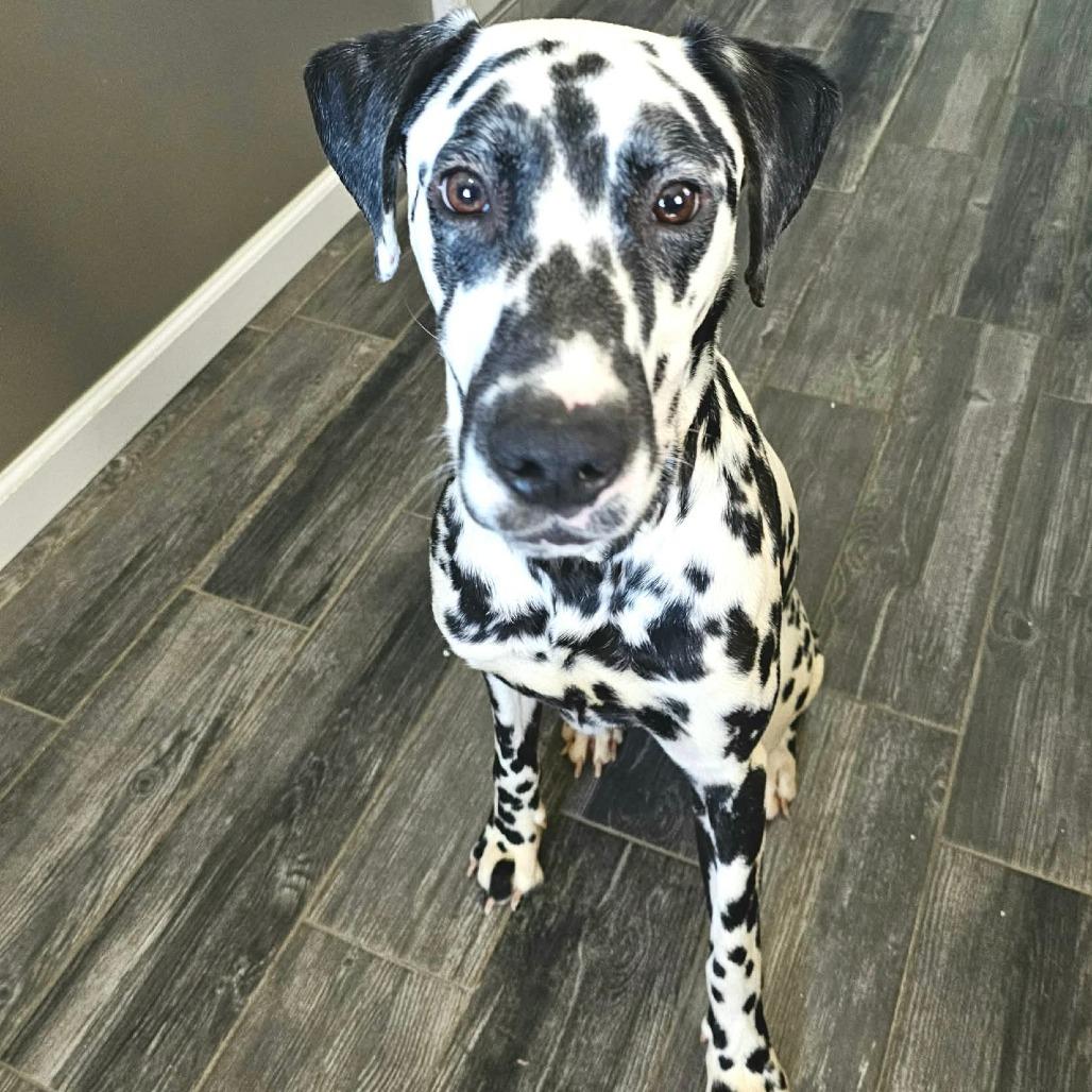 Enlarge Dice, a Adoptable Dalmatian in Jackson, MO image 5/6