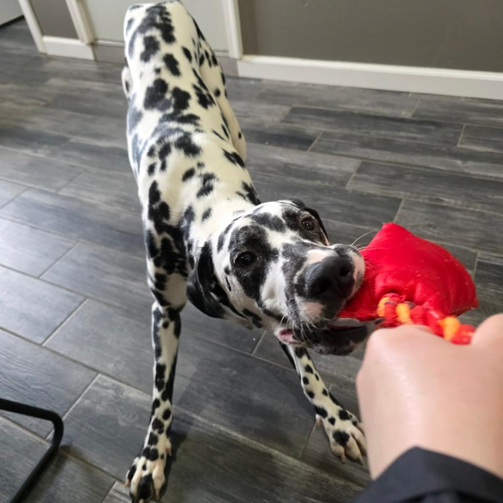 Enlarge Dice, a Adoptable Dalmatian in Jackson, MO image 6/6