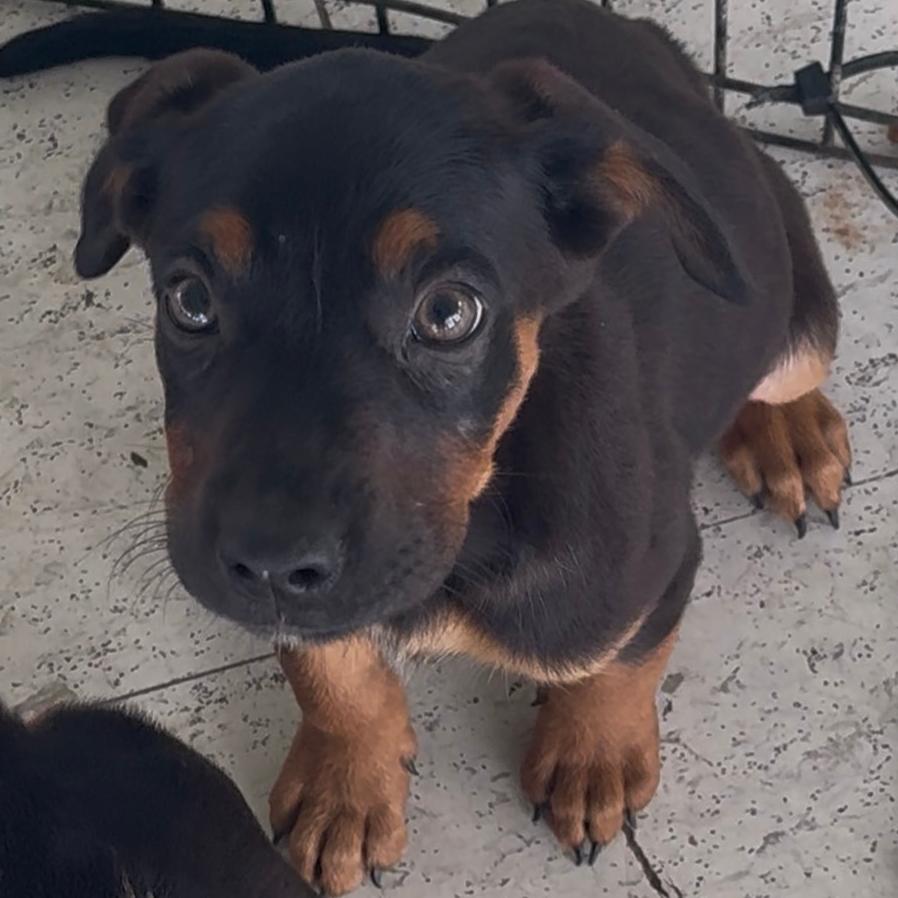 Enlarge Jordan, a Adoptable mixed breed in Clarksdale, MS image 1/2