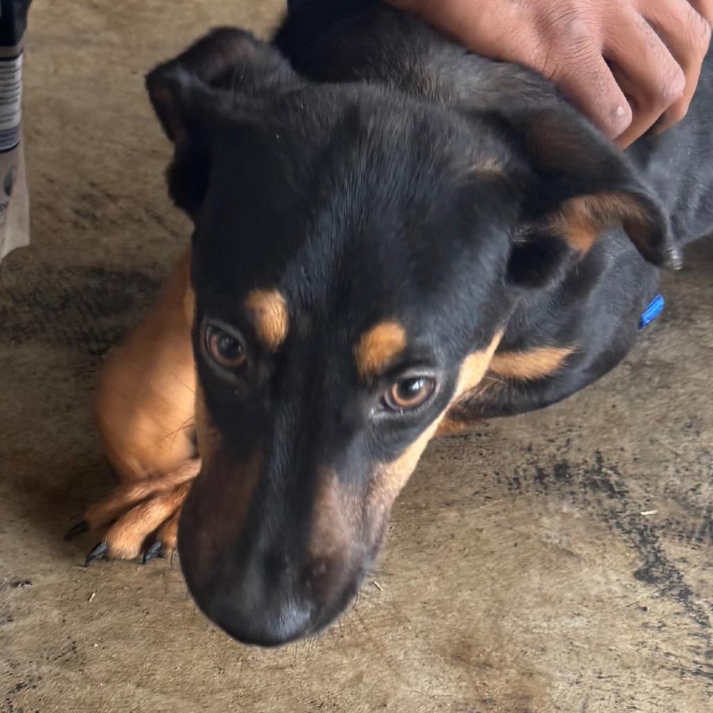 Enlarge Jordan, a Adoptable mixed breed in Clarksdale, MS image 2/2