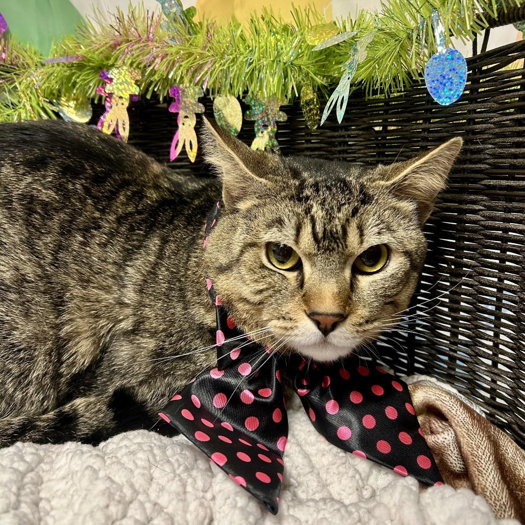 King, Adoptable, Adult Male Domestic Short Hair.