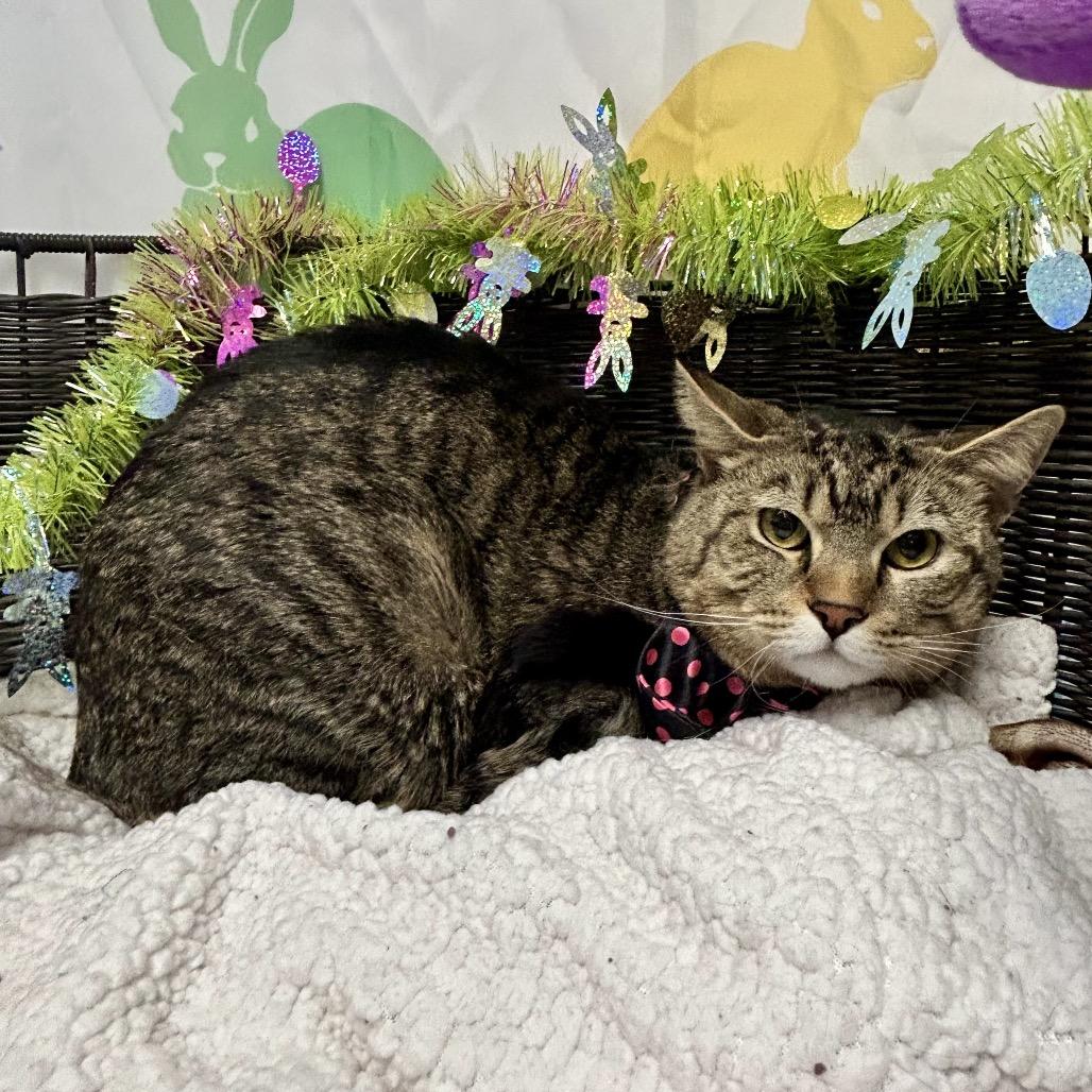 Enlarge King, a Adoptable Domestic Short Hair in Henderson, NV image 2/2