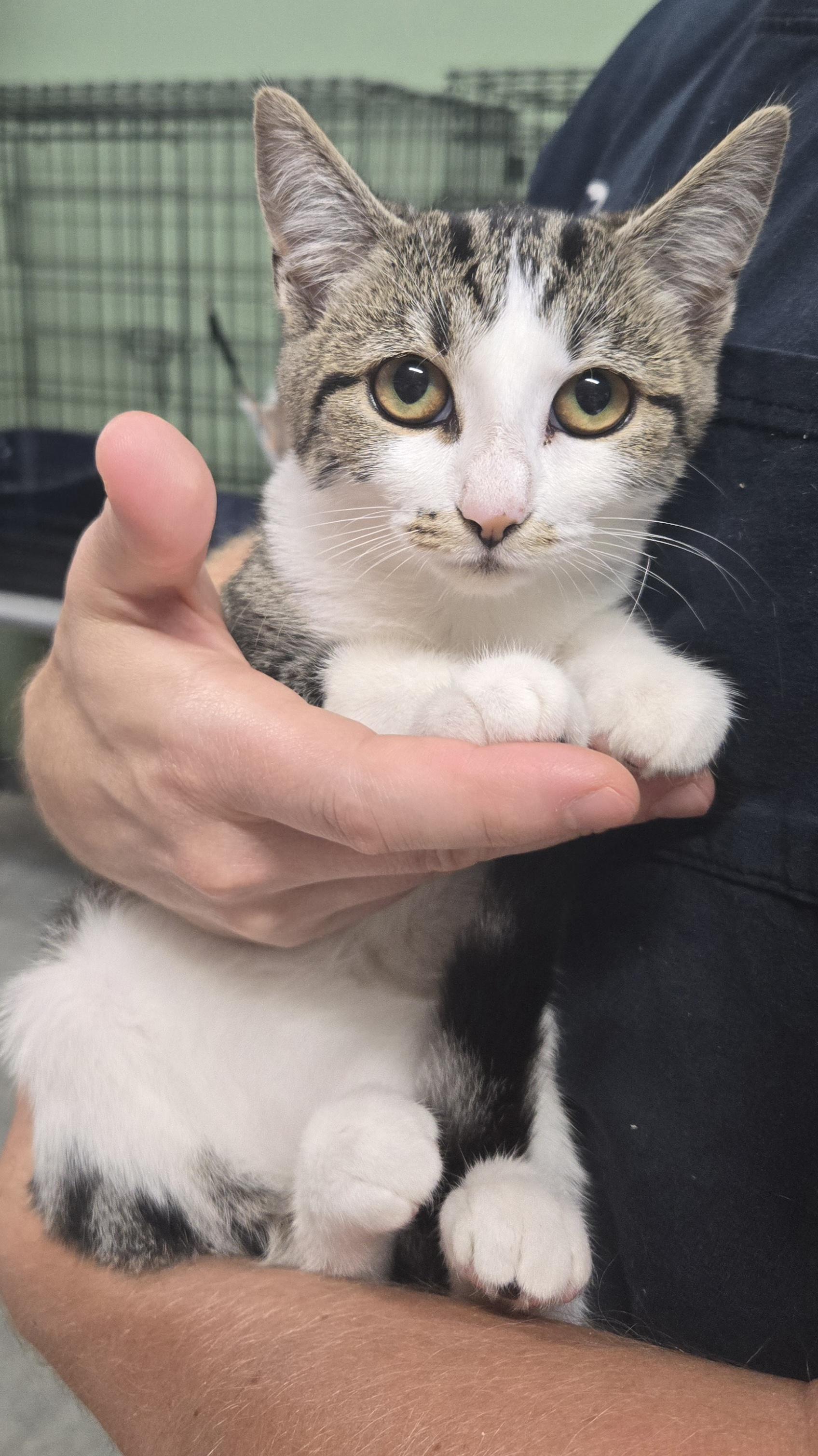 Vikki, Adopted, Young Female Domestic Short Hair.