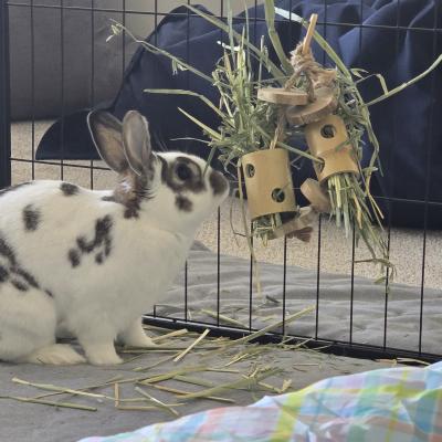 Swift, Adoptable, Adult Male Bunny Rabbit.