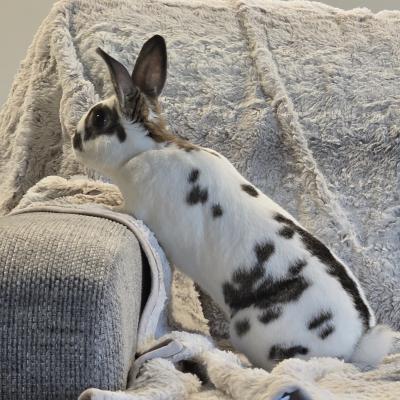 Enlarge Swift, a Adoptable Bunny Rabbit in Kalamazoo, MI image 2/5